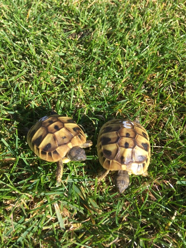 Momo und Morla (Griechische Landschildkröten) als Babys