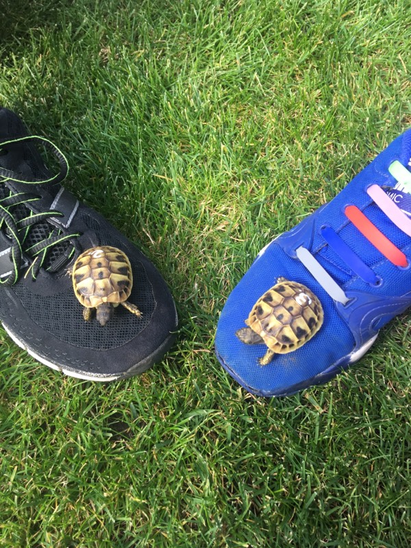 Baby Griechische Landschildkröten