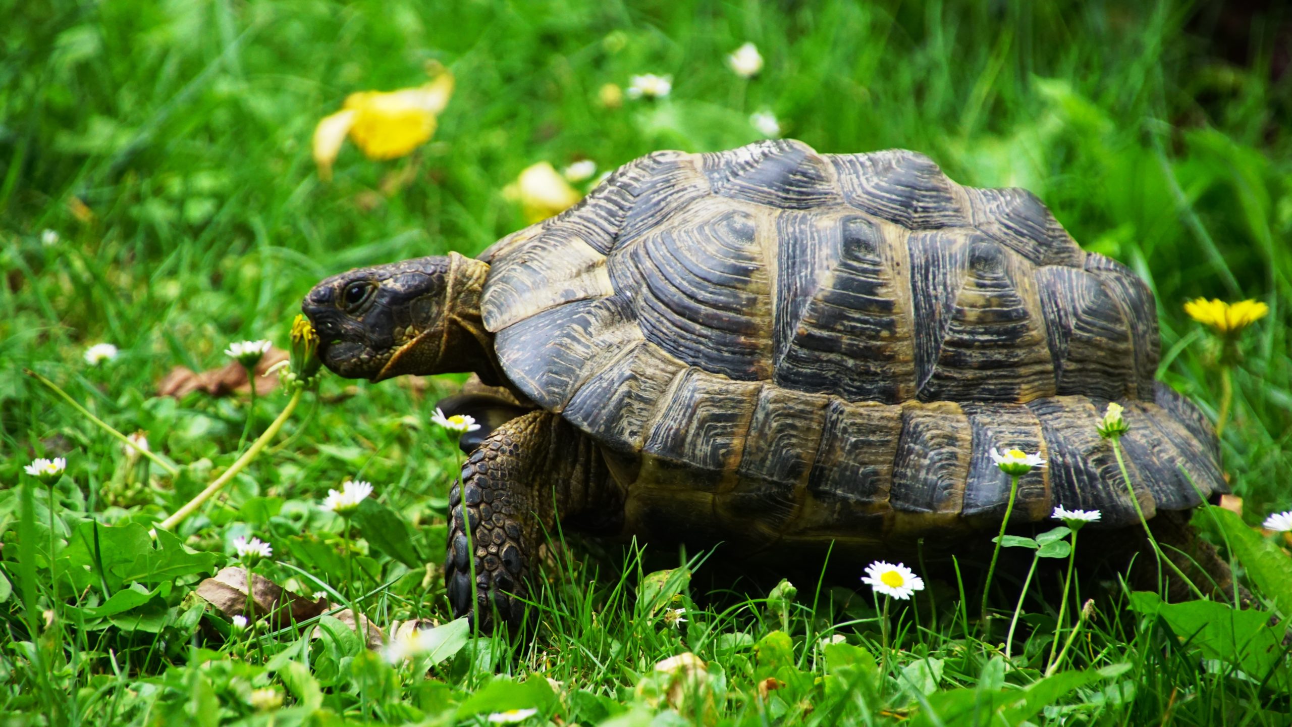 Karl, Maurische Landschildkröte, geniesst die Natur