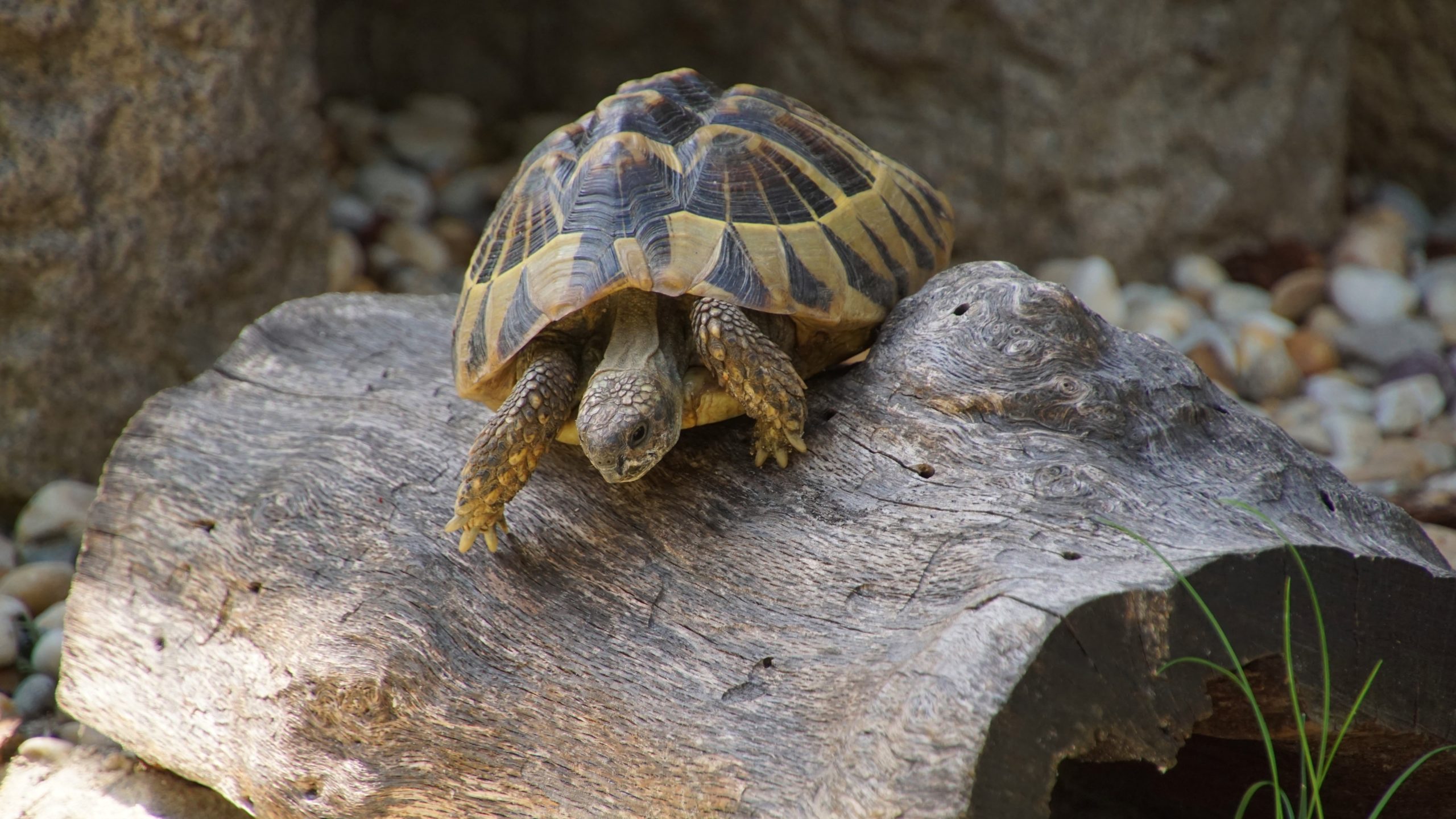 Griechische Landschildkröte 'Henriette' beim Klettern im Freigehege