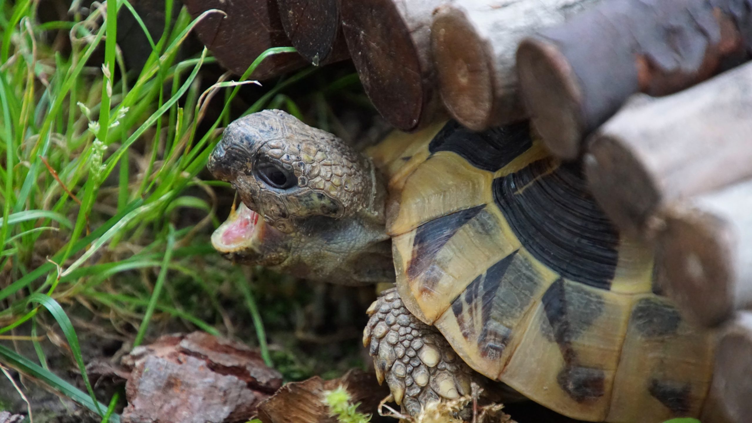 Griechische Landschildkröte 'Selma' nach dem Verzehr einer Nacktschnecke