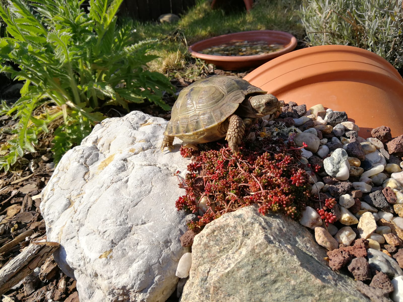"Thorin", Russische Landschildkröte