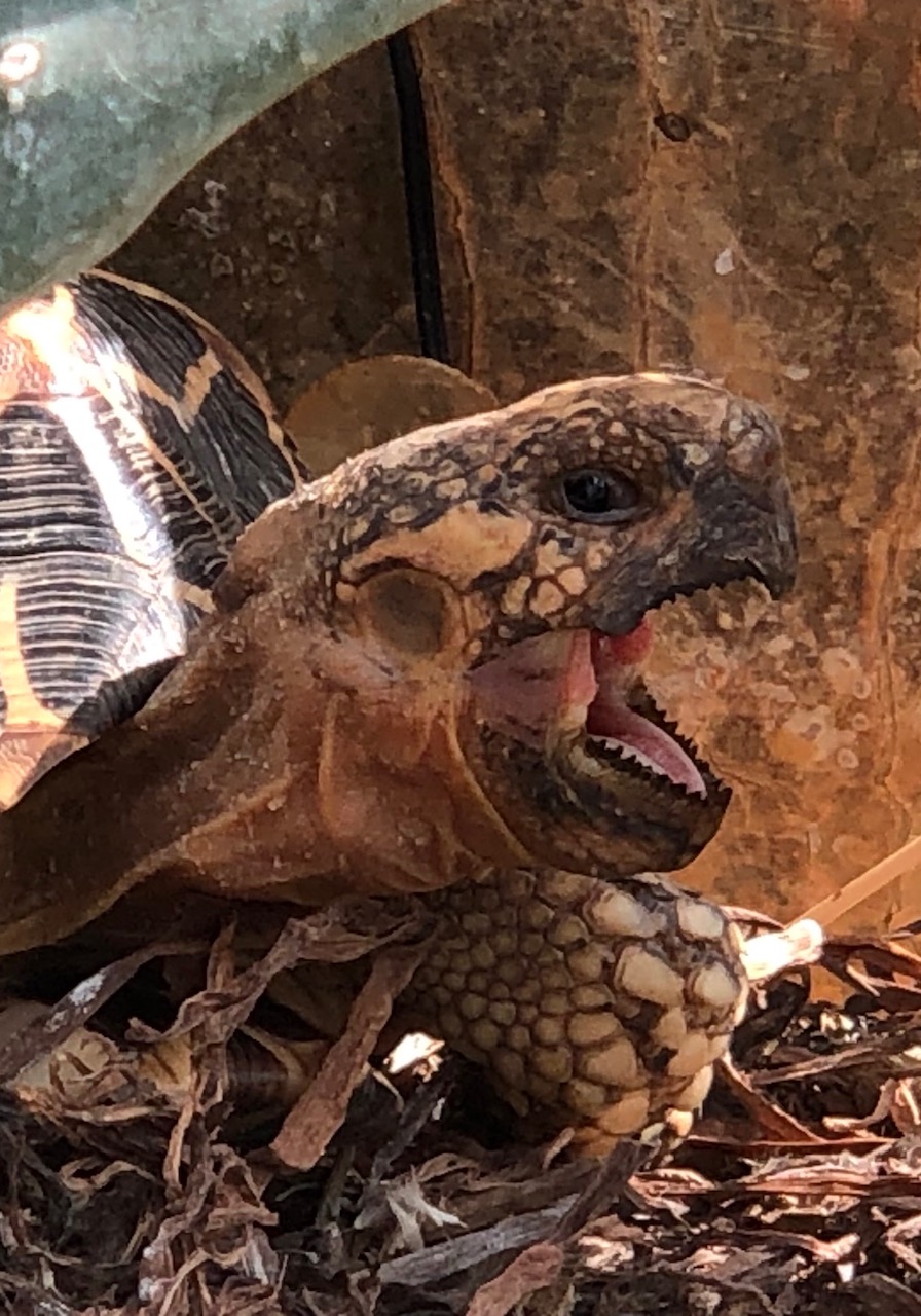 Indische Sternschildkröte ( Geochelone elegans ) ,Portrait Männchen