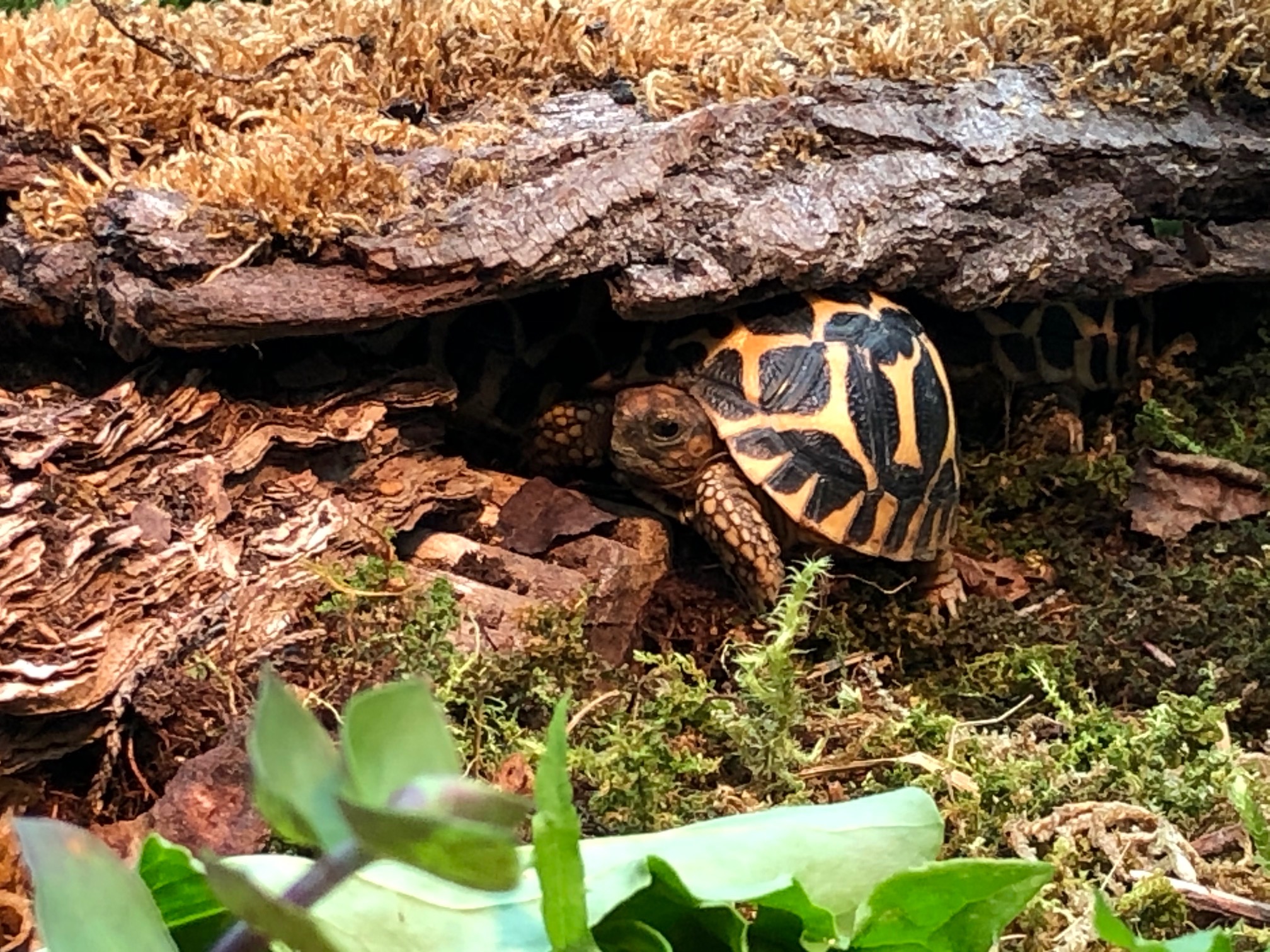 Junge Sternschildkröte