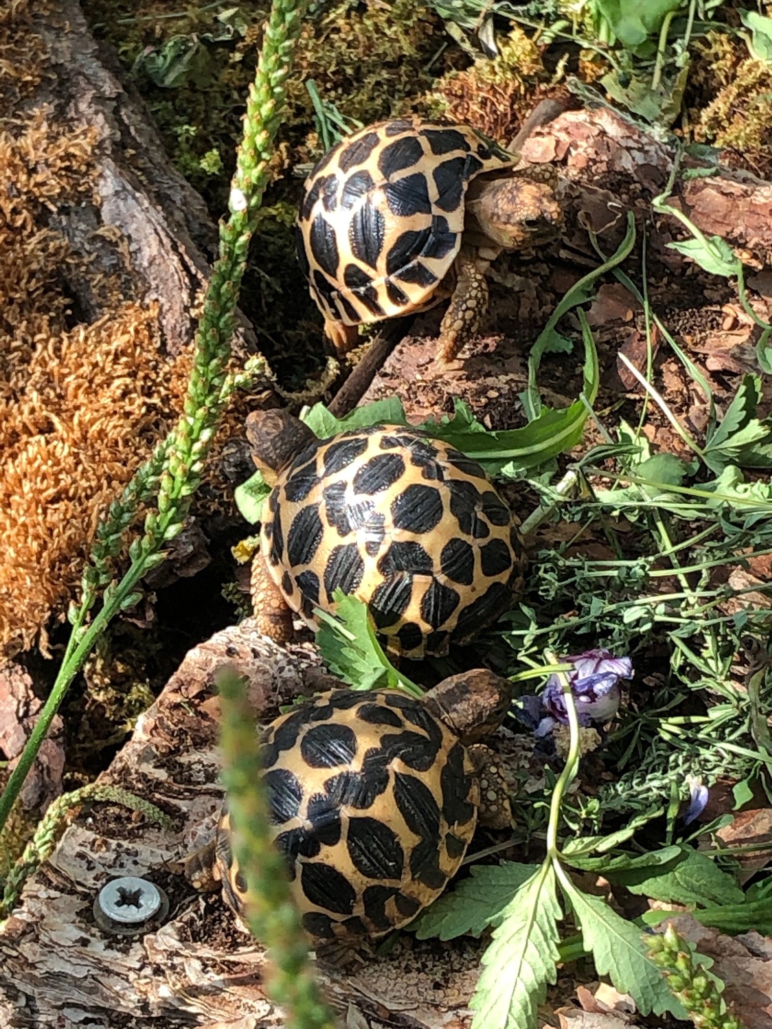 Kleine Geochelone elegans