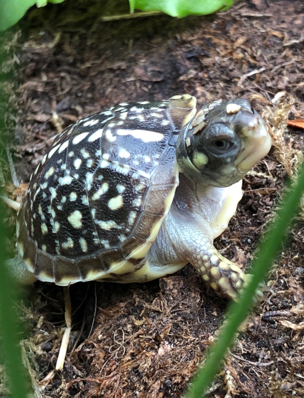 Terrapene ornata ornata (Schmuckdosenschildkröte). Schlüpfling