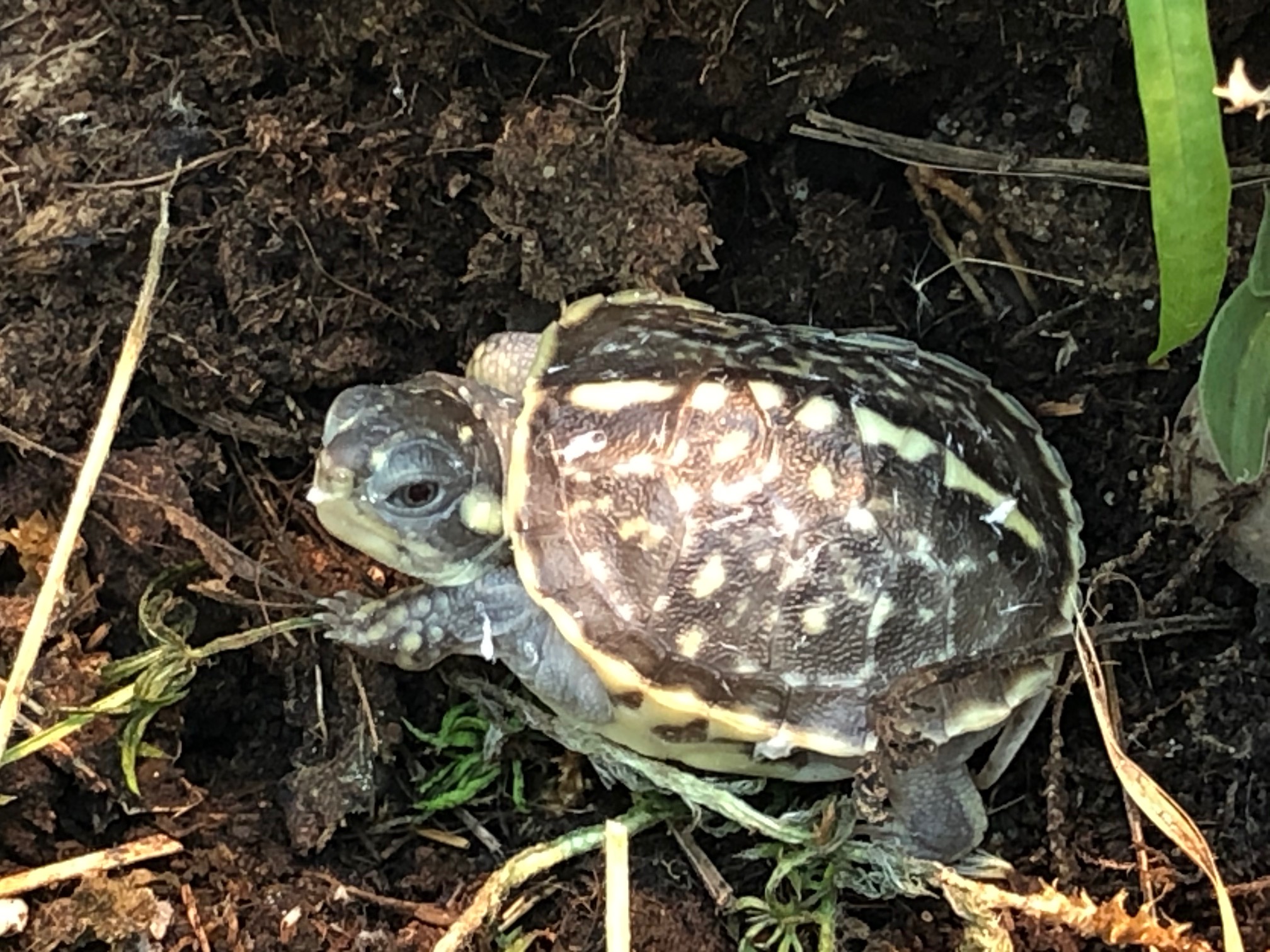 Schmuckdosenschildkröte, Schlüpfling (Terrapene ornata ornata)