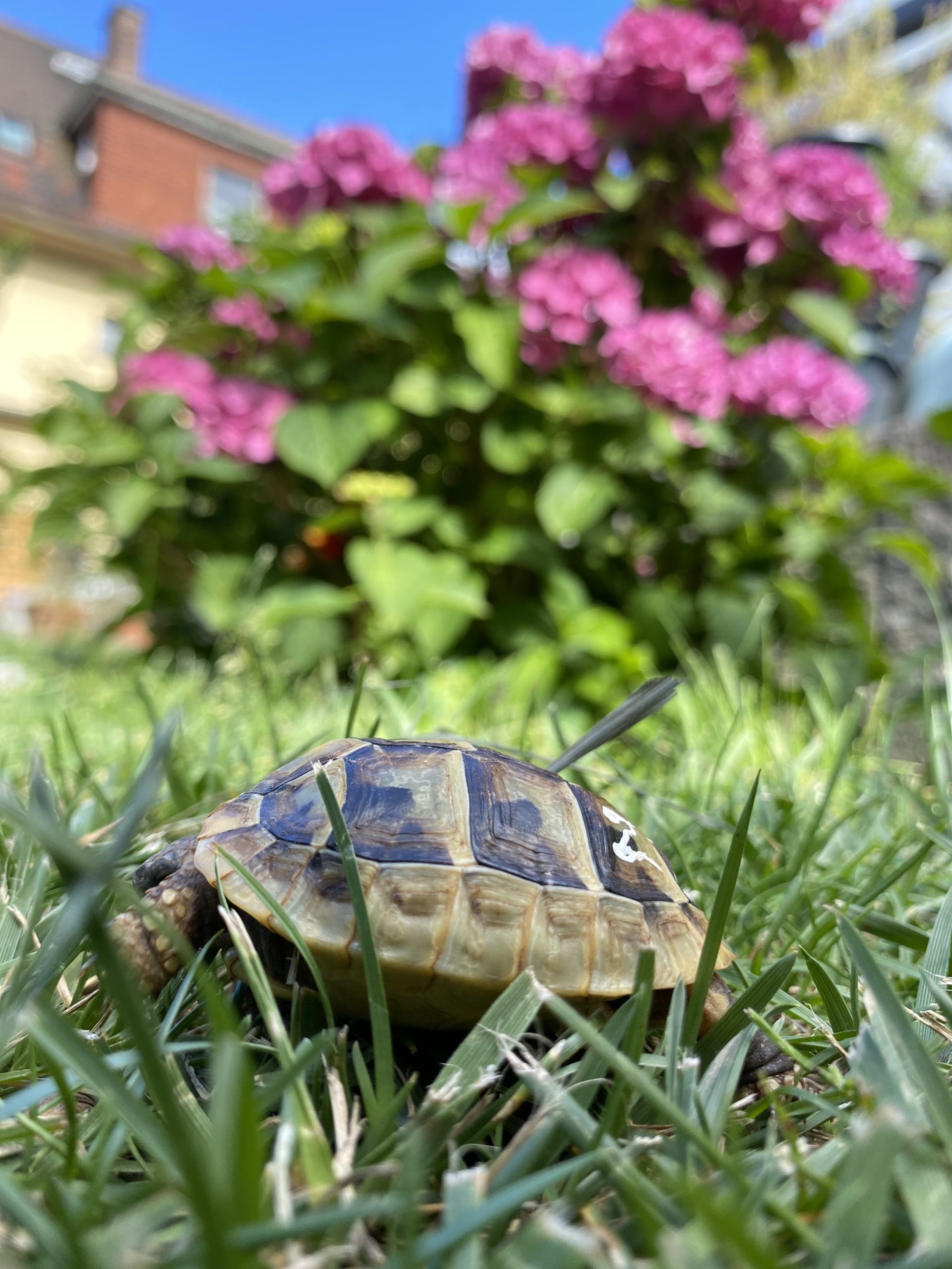 Griechische Landschildkröte 1 Jahr alt