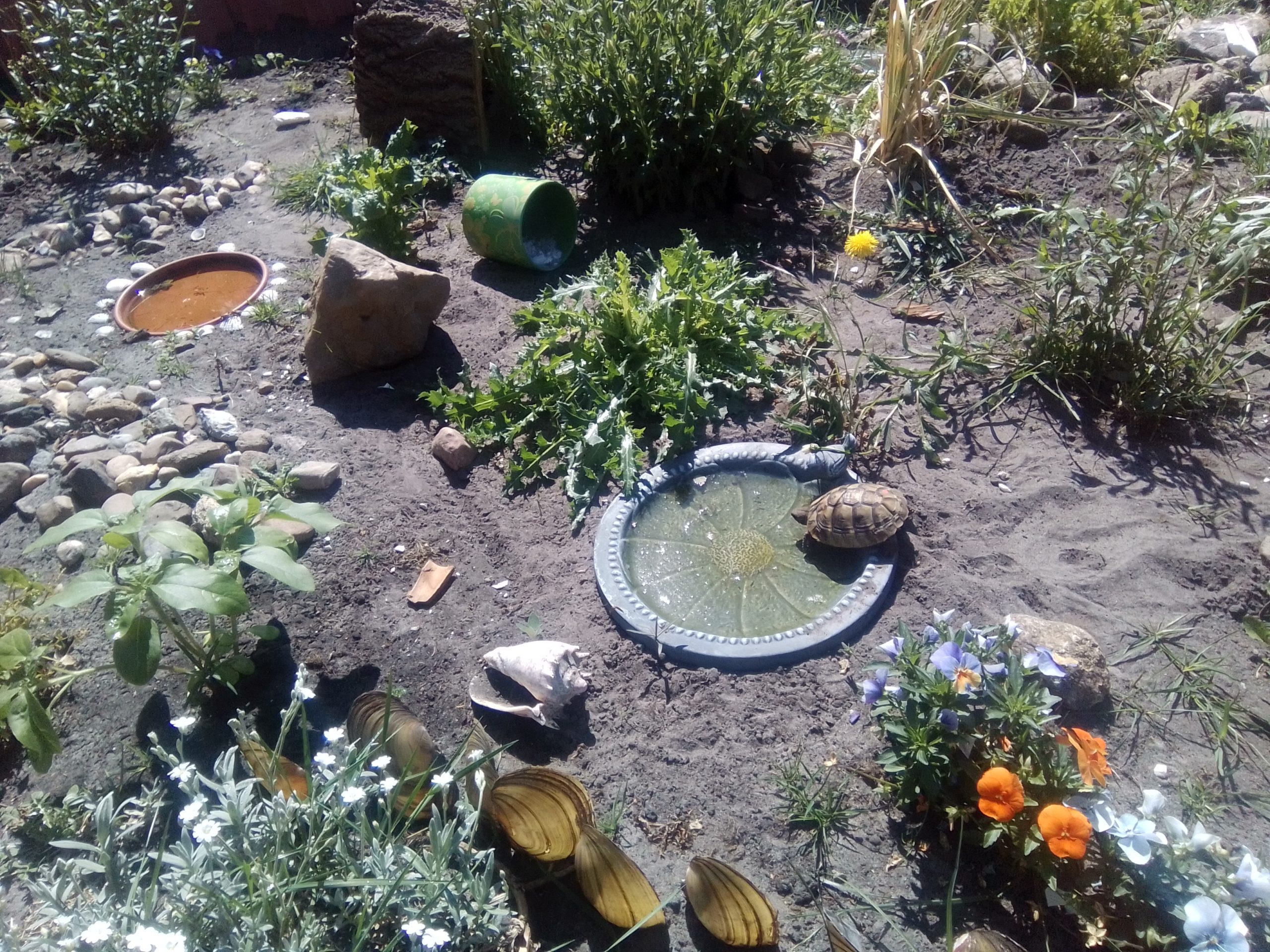 Griechische Landschildkröte