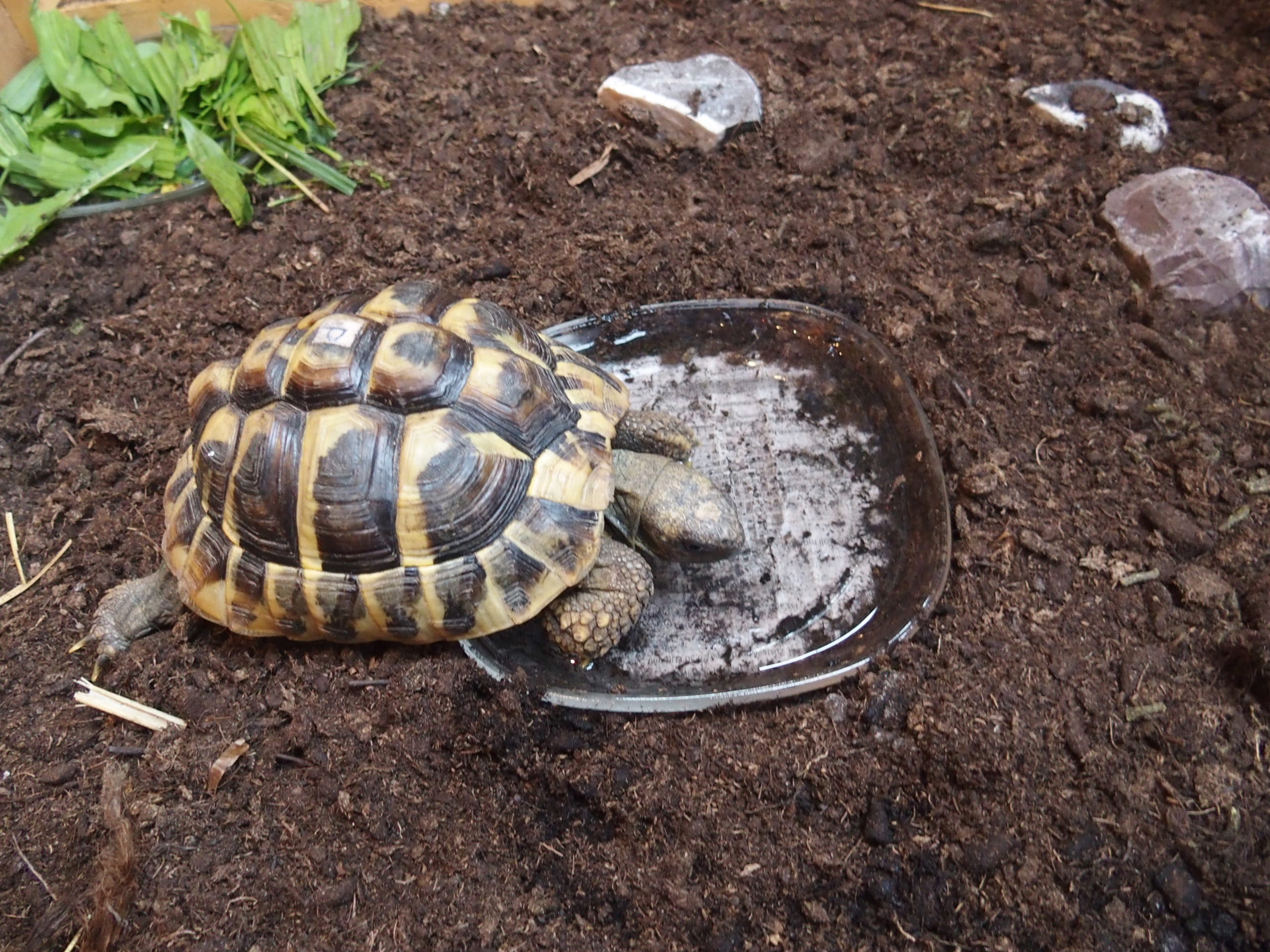 Landschildkröten-Tankstelle