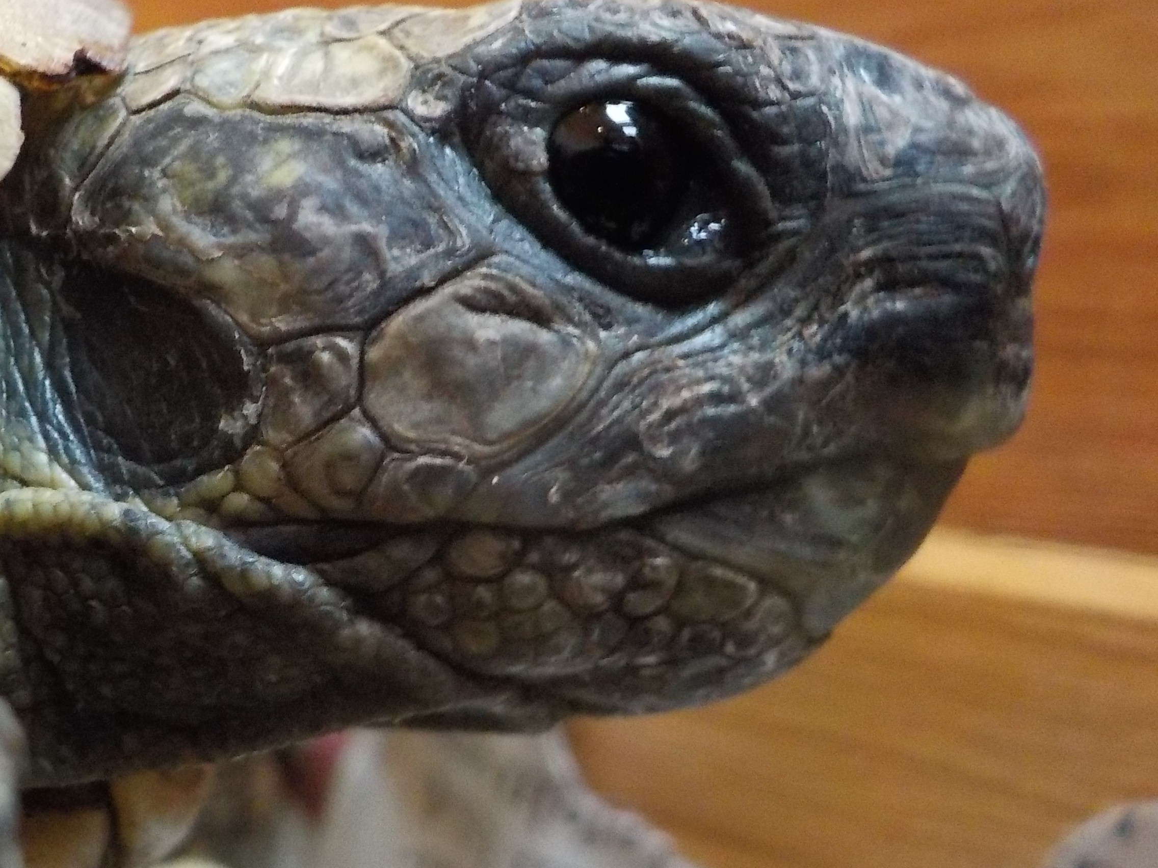 Griechische Landschildkröte Porträt