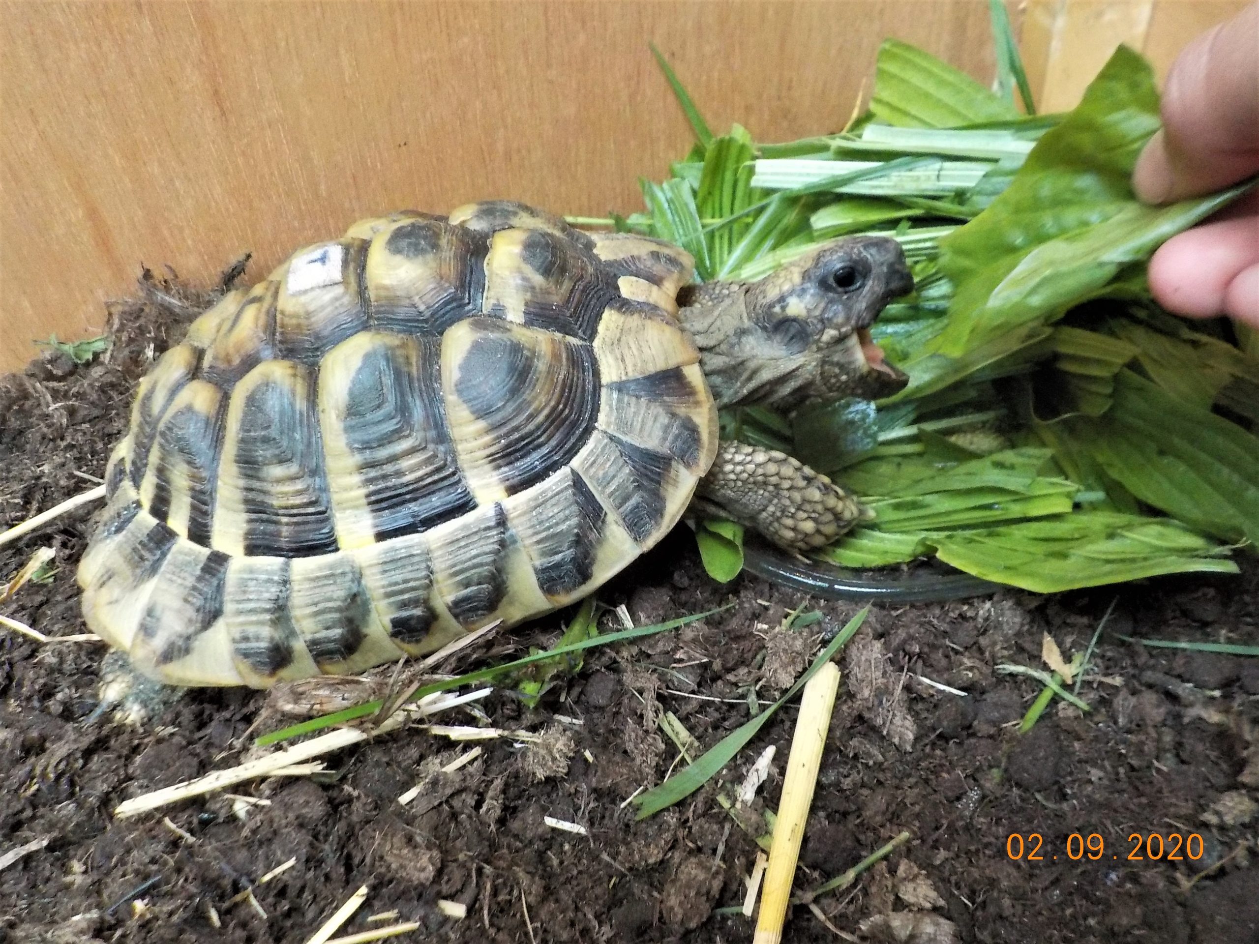Meine lieblings Griechische Landschildkröte frisst aus meiner Hand