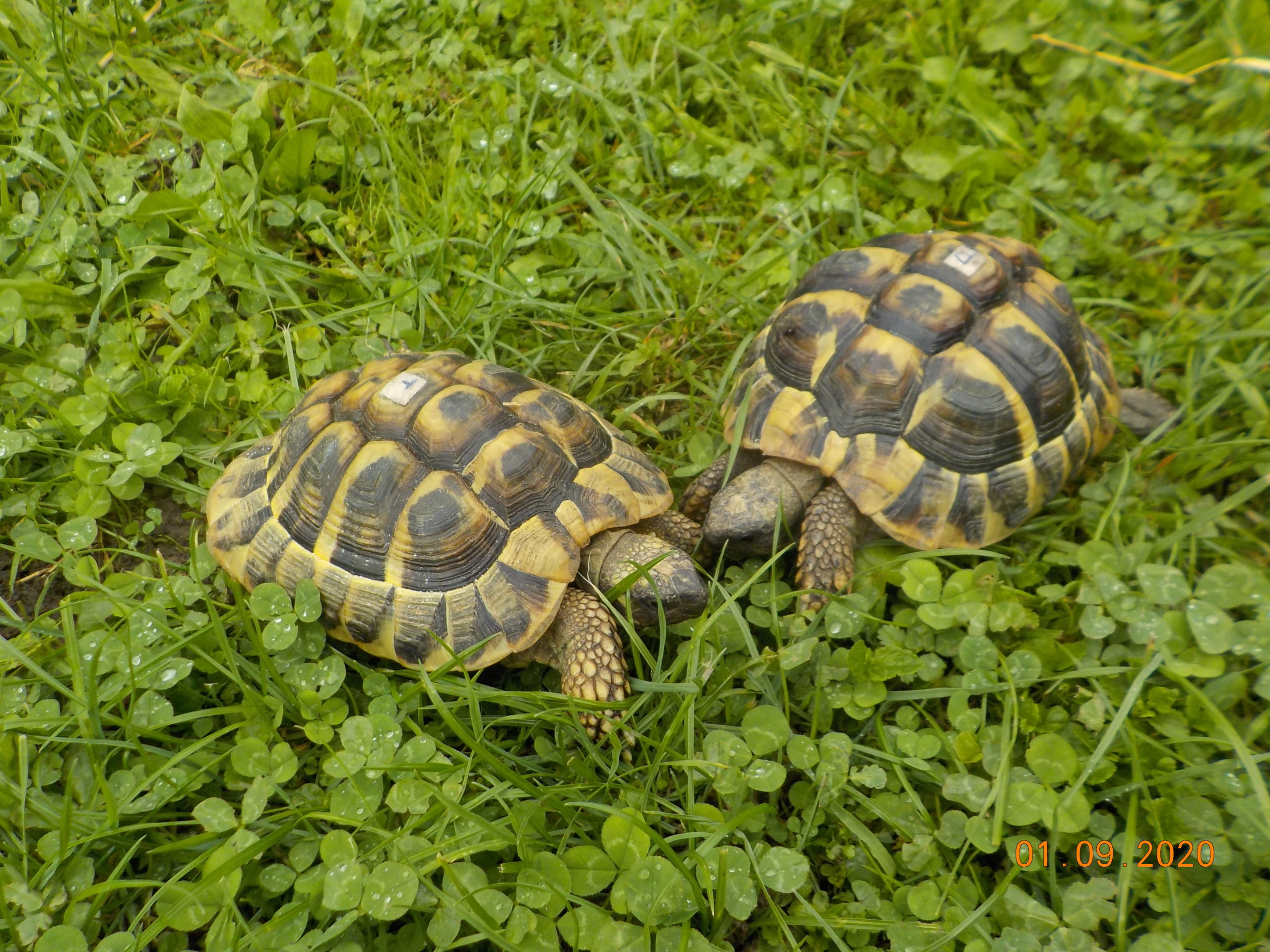 Meine Griechischen Landschildkröten dürfen endlich raus