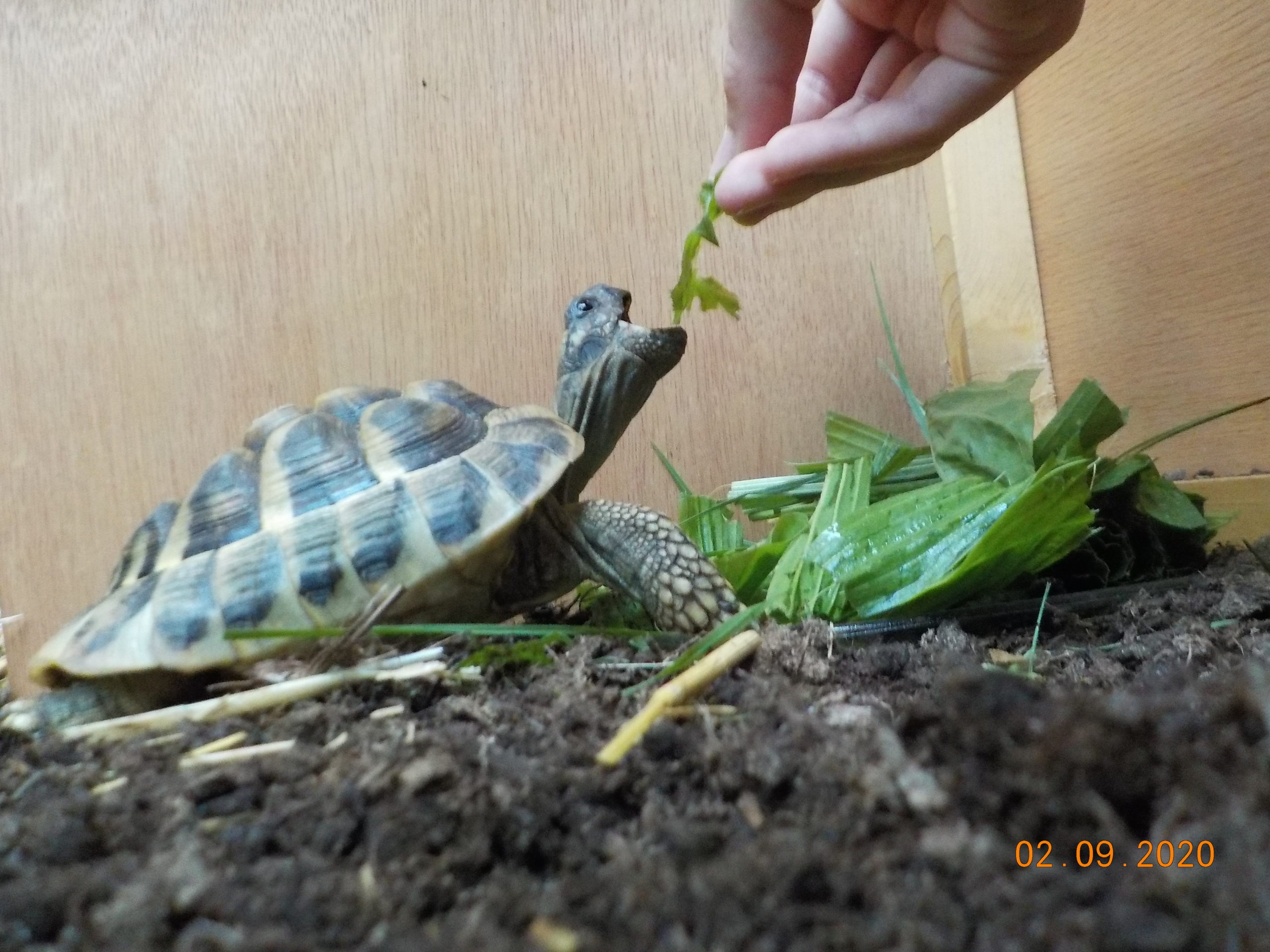 Die Griechische Landschildkröte Theodor wird gefüttert