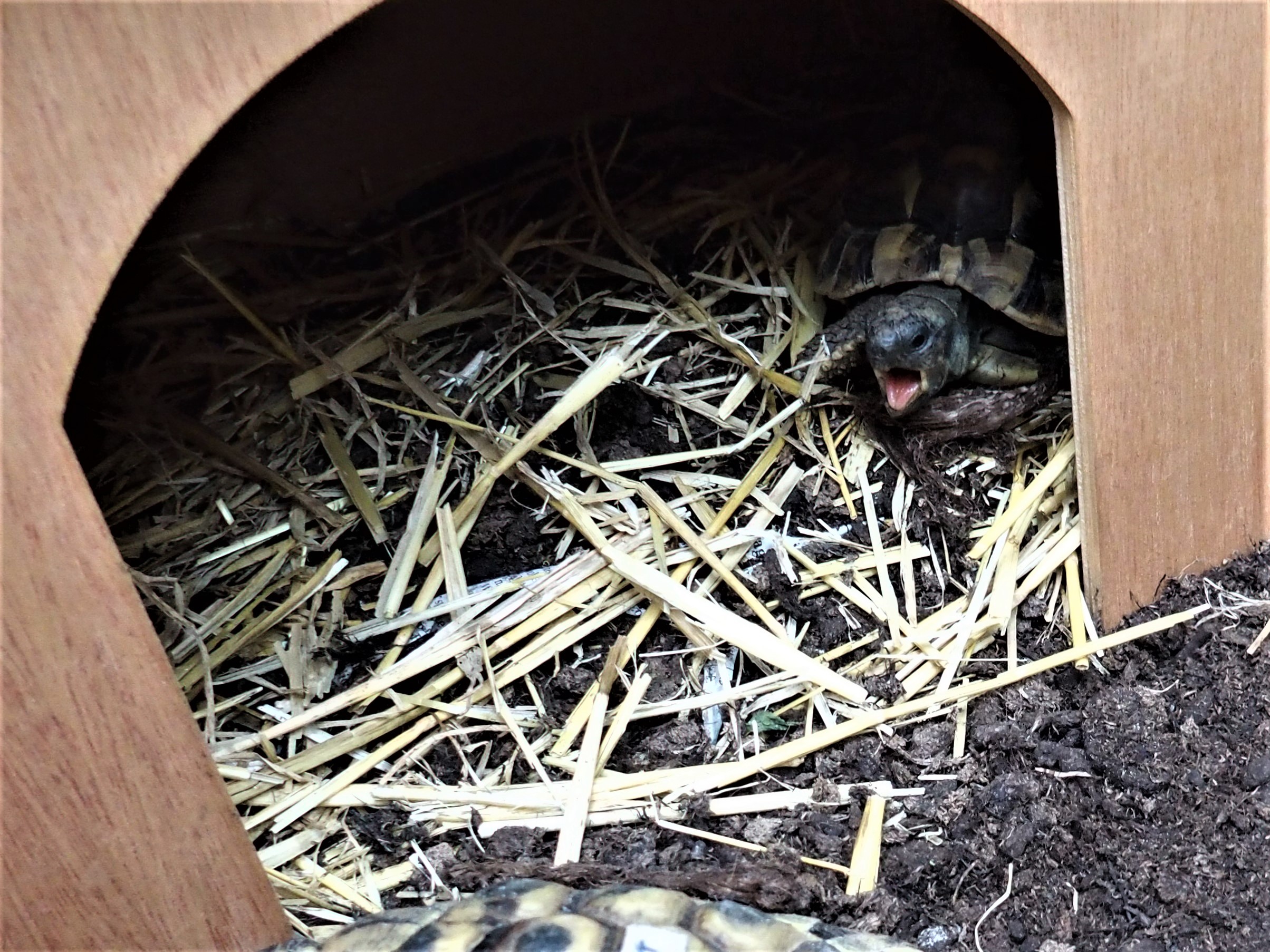 Griechische Landschildkröte aufgewacht