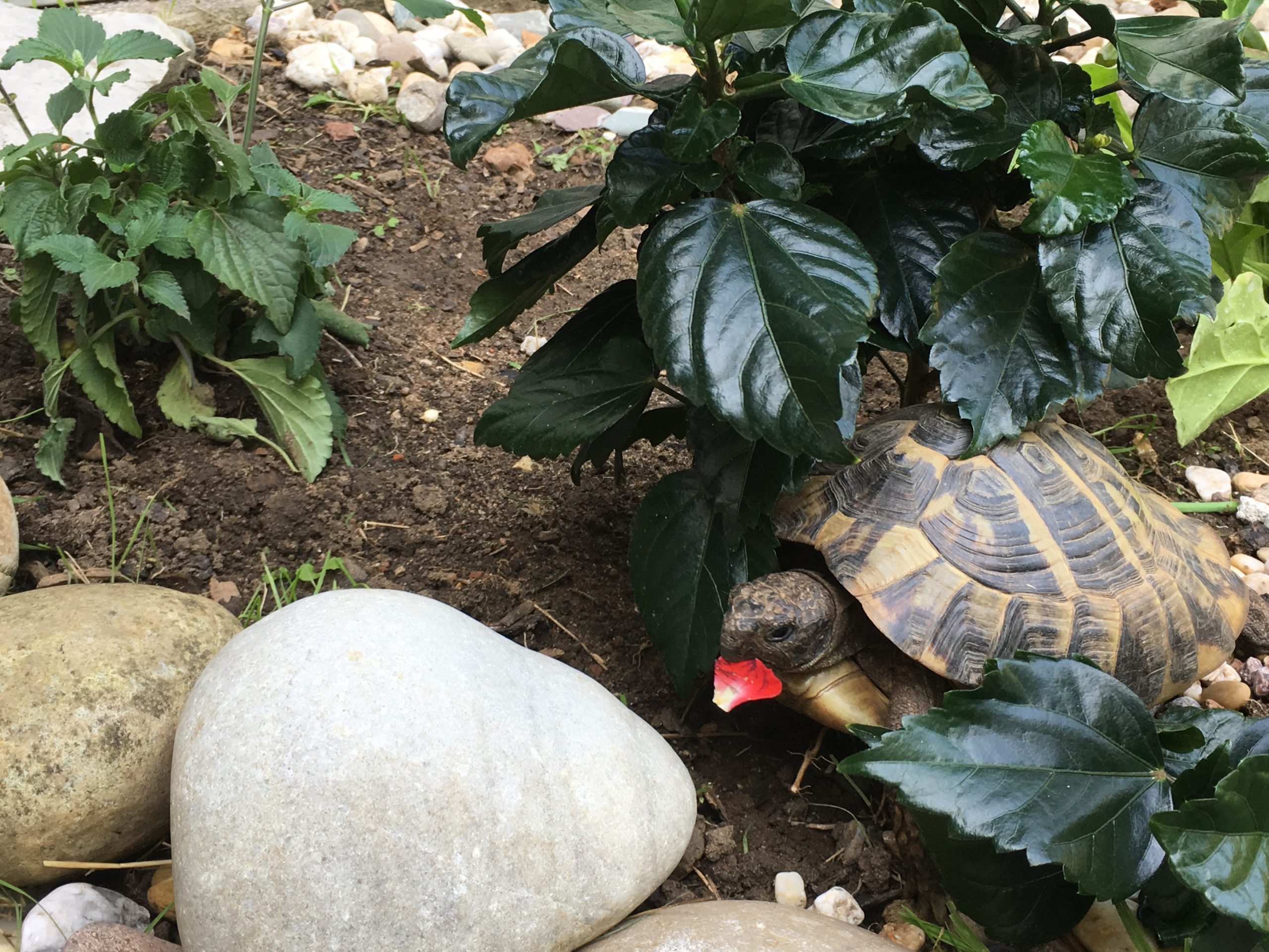 Griechische Landschildkröte Selene trägt ein Rosenblatt spazieren