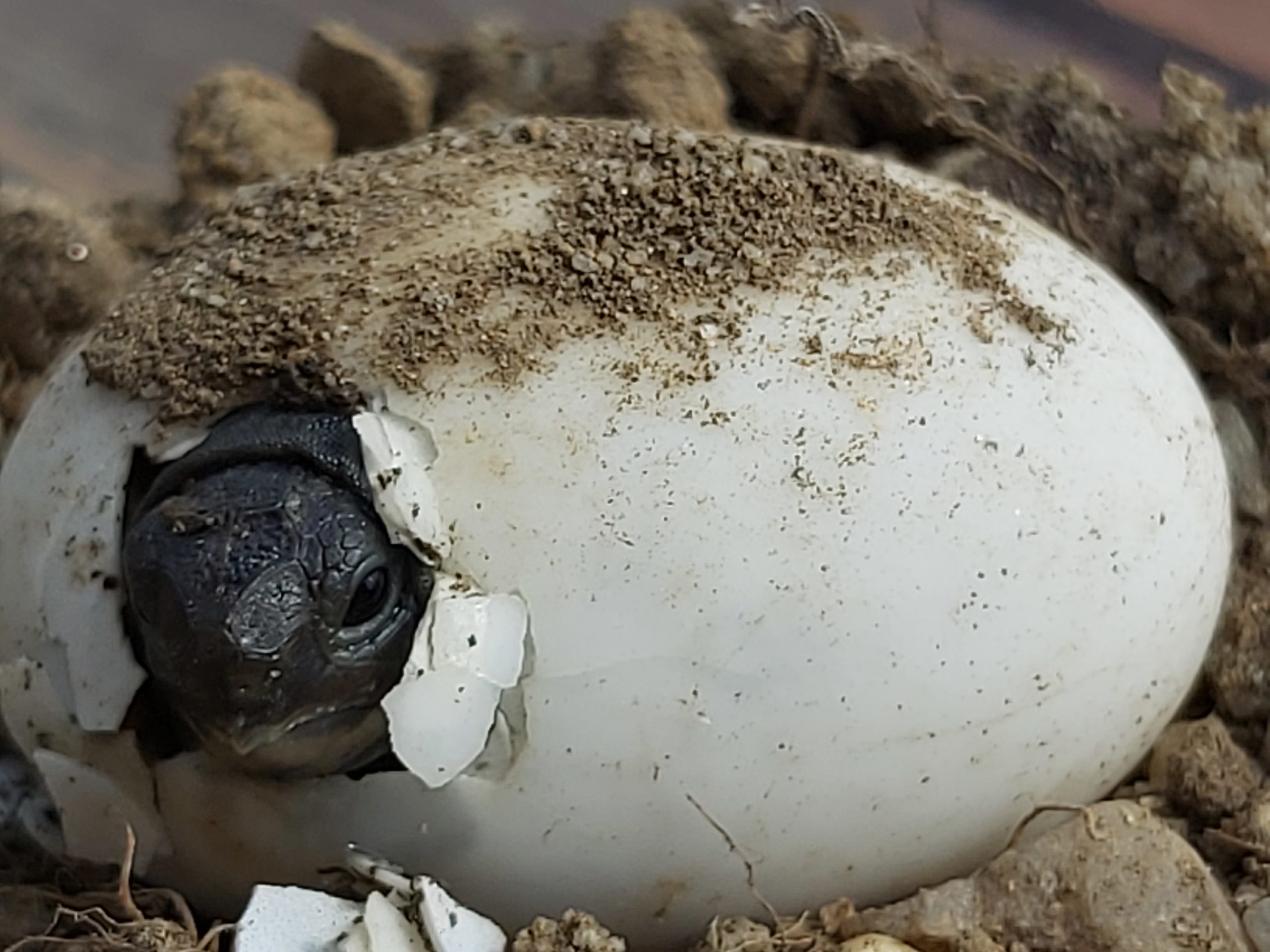 Griechische Landschildkröte beim Schlüpfen