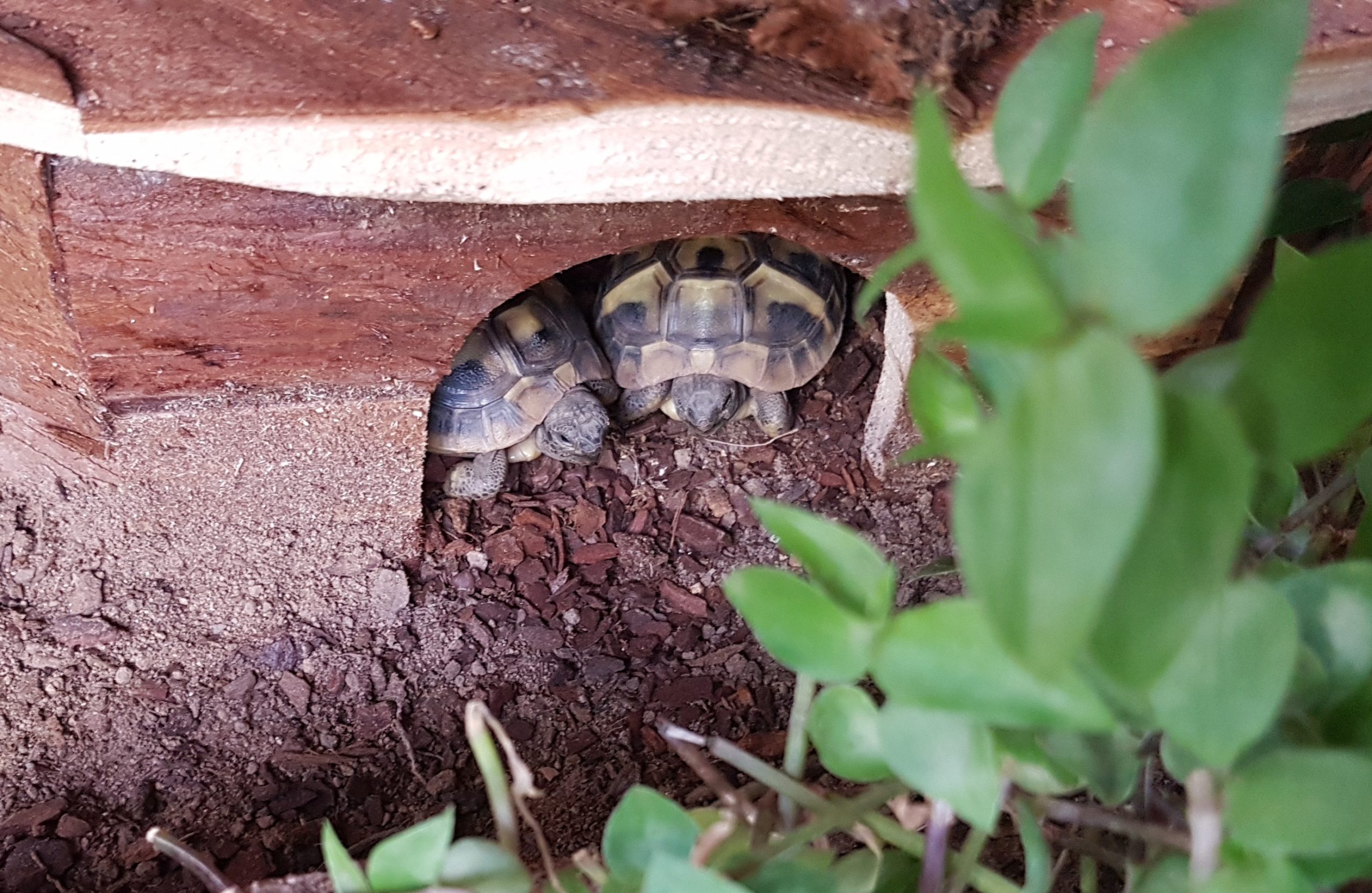 Guten Morgen! (Griechische Landschildkröten)