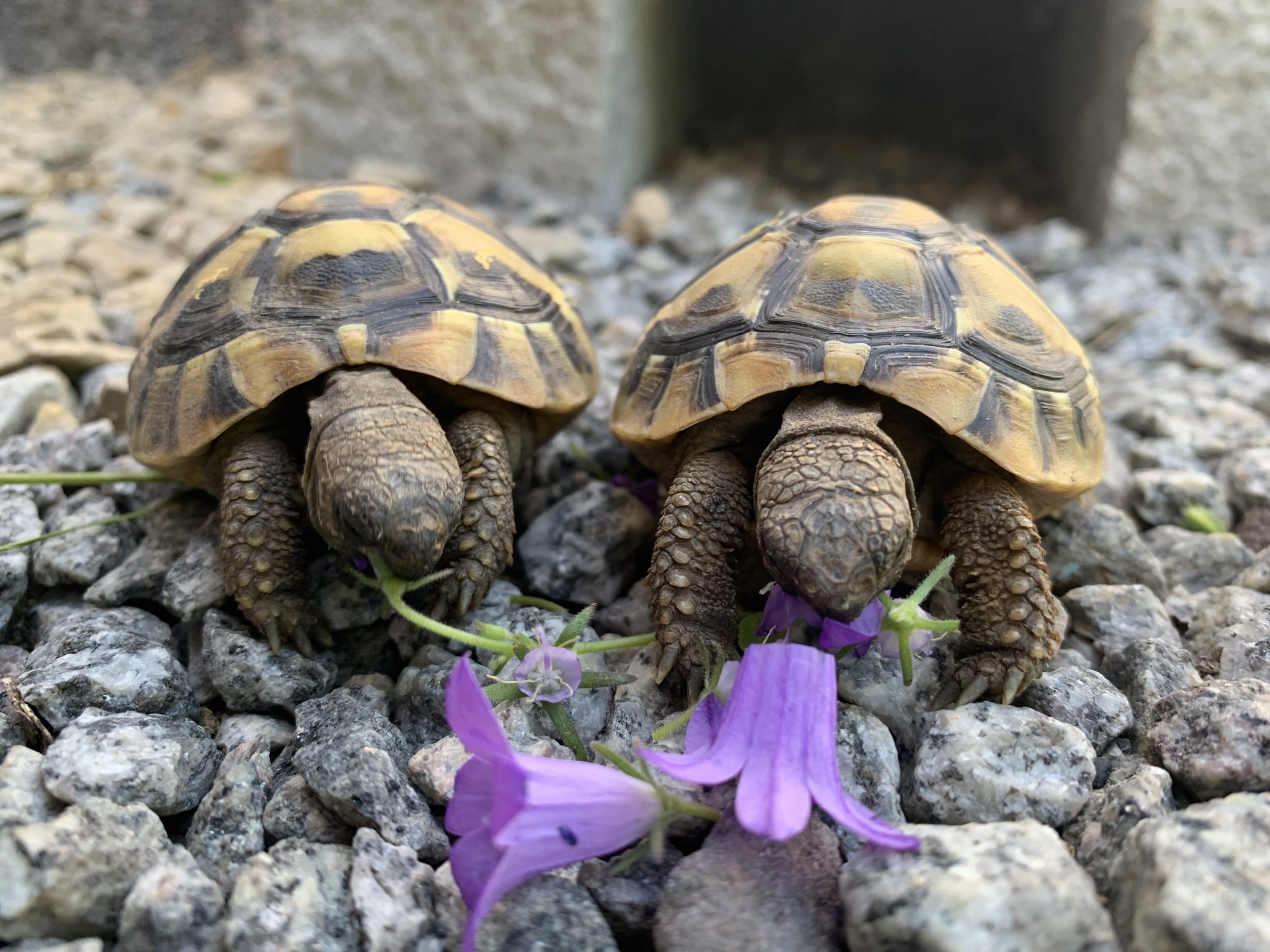 Griechische Landschildkröten