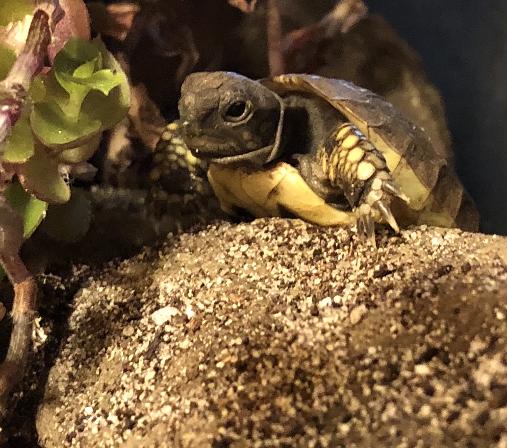 Griechische Landschildkröte
