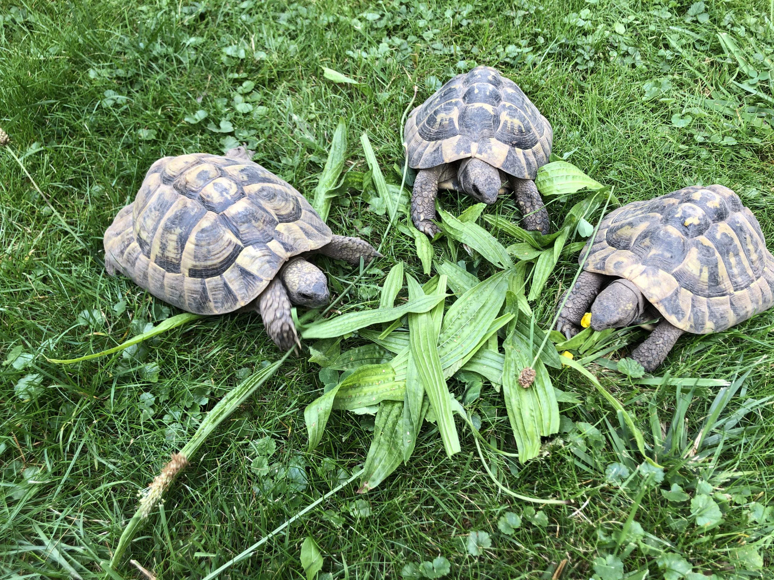 Mahlzeit ! Griechisches Landschildkröten Trio beim Mittagsessen im Garten