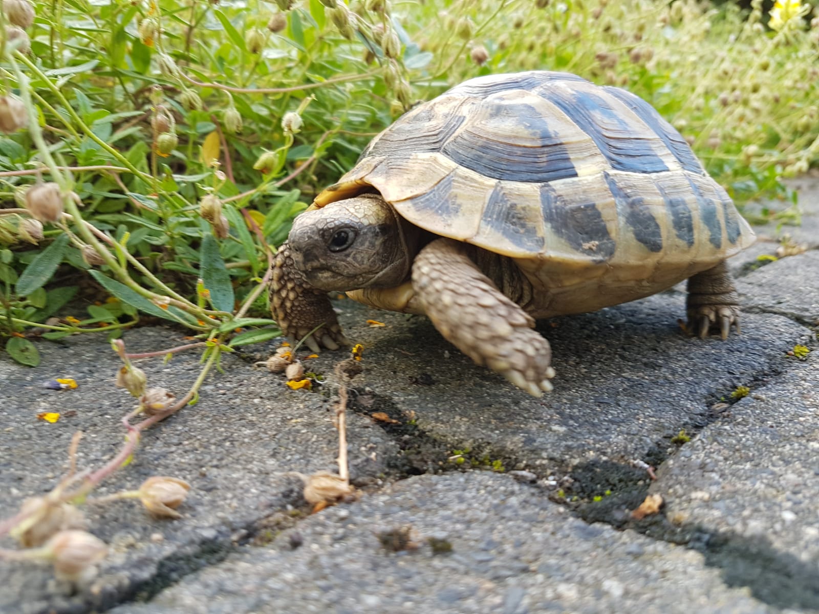 Griechische Landschildkröte Erkundungstour