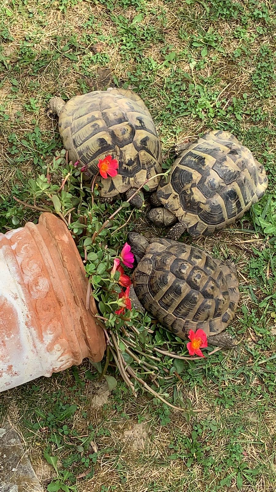 Landschildkröten in ihrem Freigehege