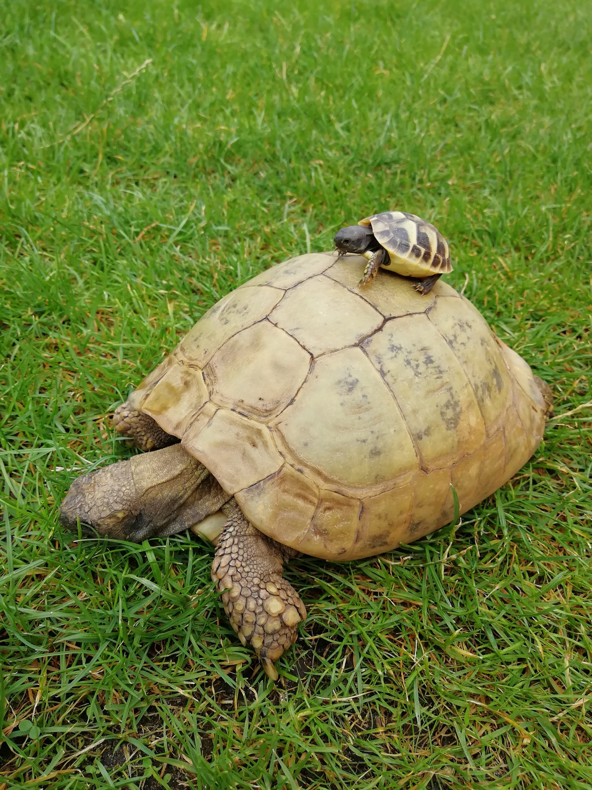 Unsere Susi mit ihrem Baby