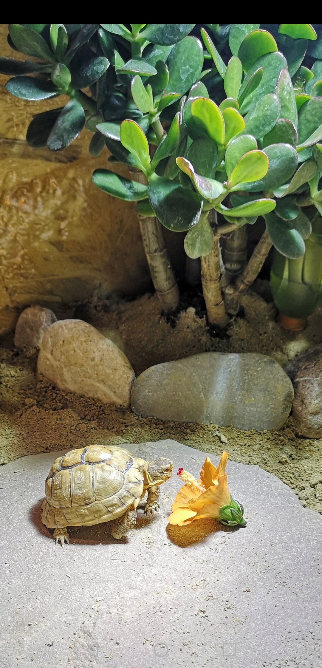 Ägyptische Landschildkröte