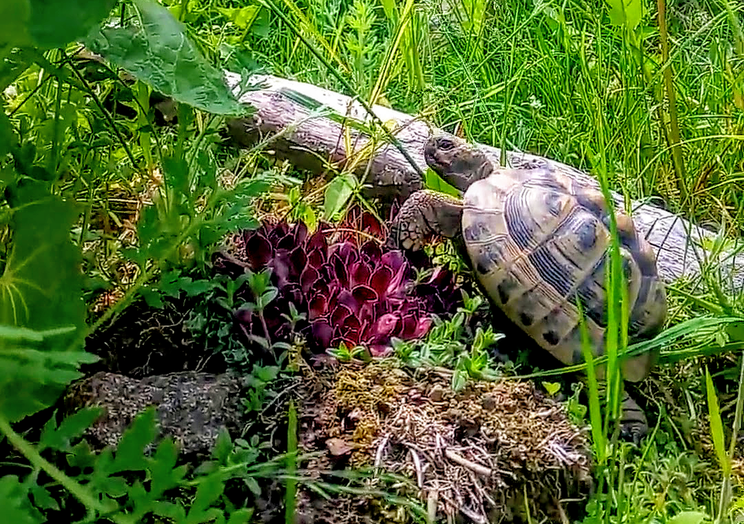 Griechische Landschildkröte im Freigehege