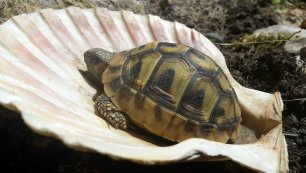 Frieda, 2 Jahre, eine Diva?! THB