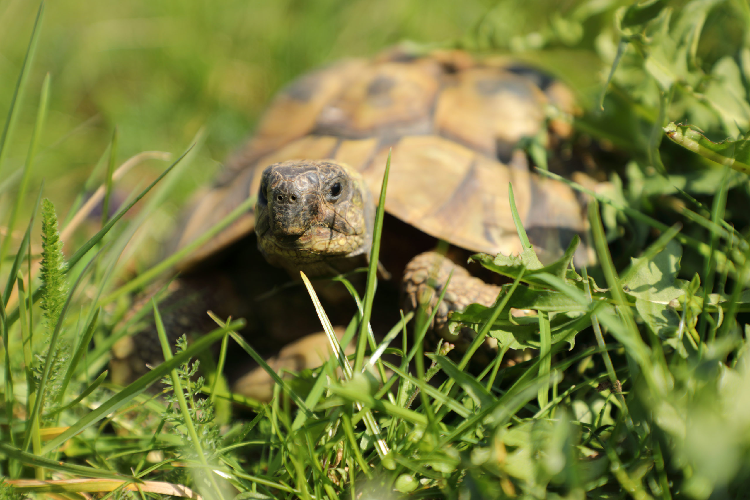 Griechische Landschildkröte im Freigehege