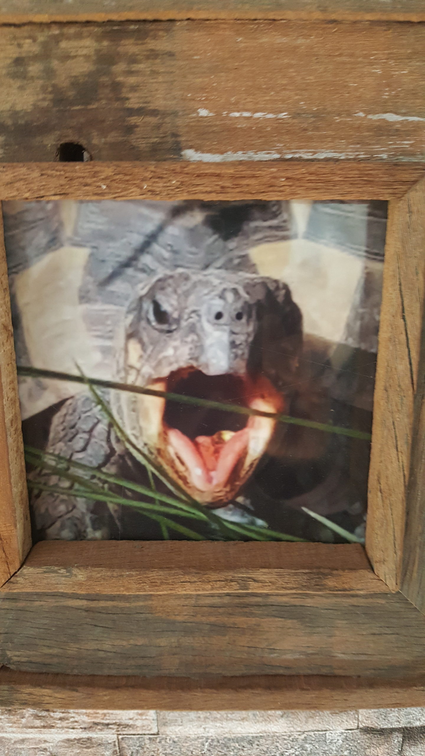 Meine Griechische Landschildkröte