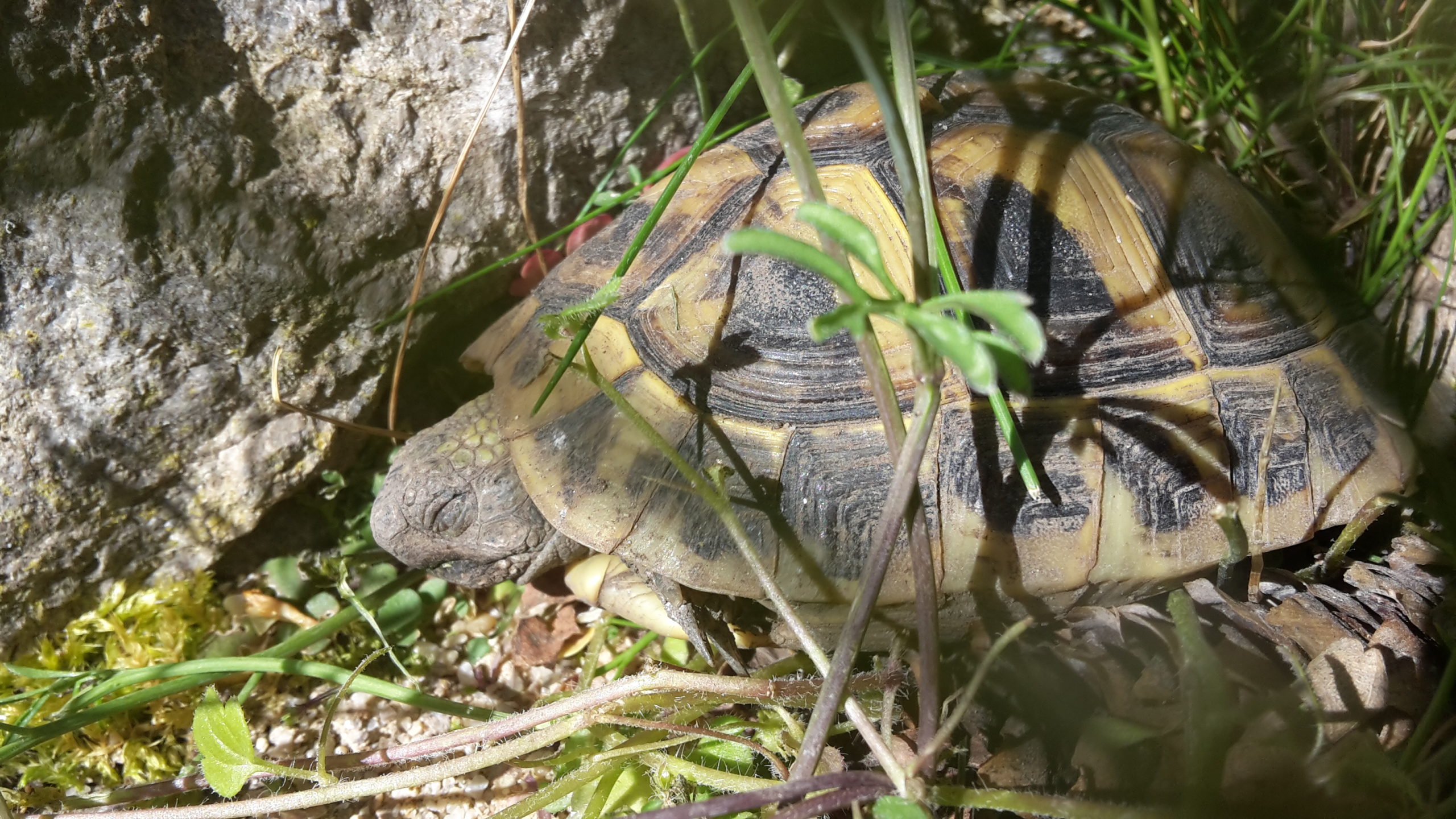 Brösel, THB, 4 Jahre am Chillen, was sonst!?