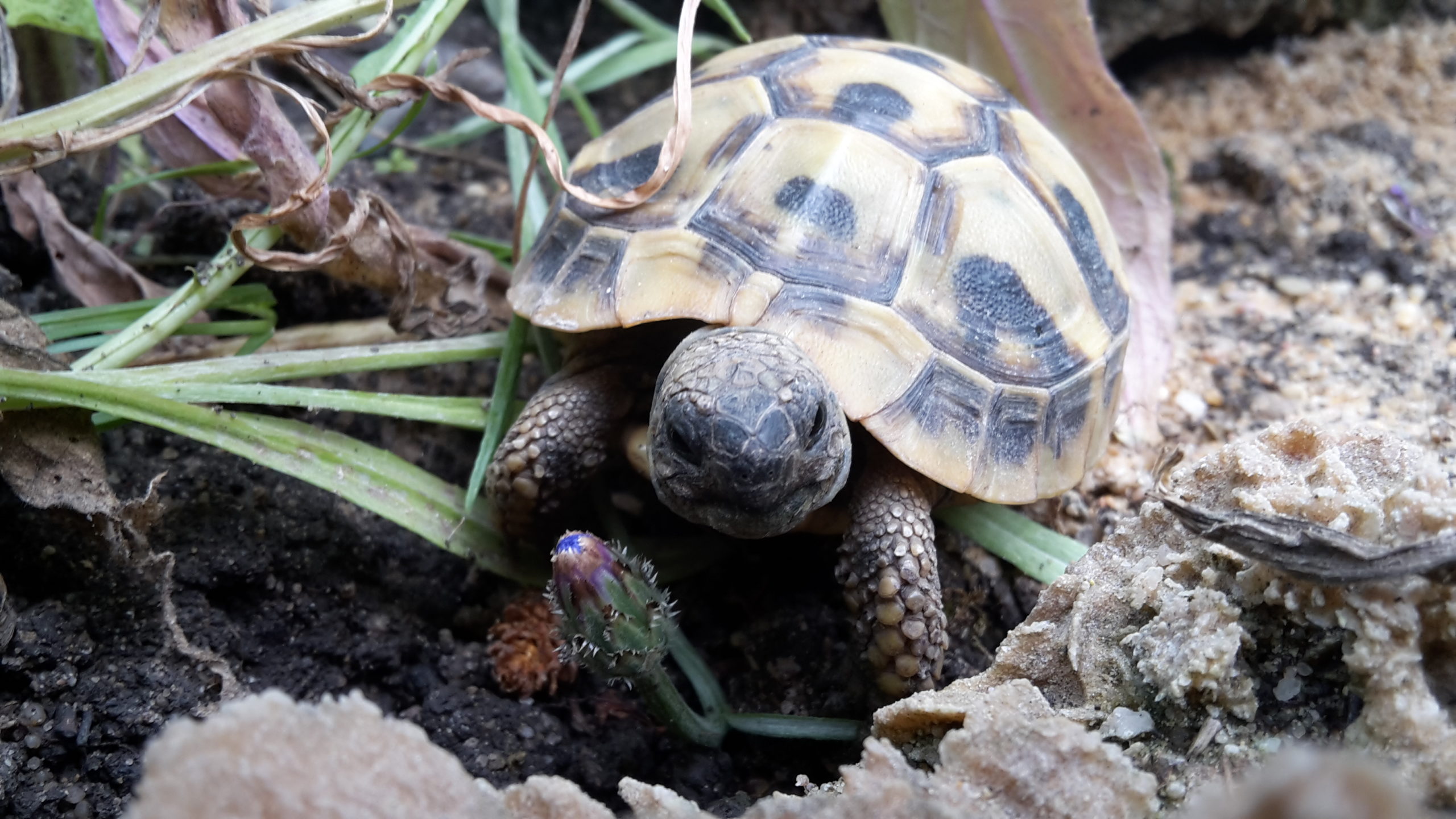 Rosa, Hey, bleibt gesund, ihr da draußen!! THB, 2 Jahre