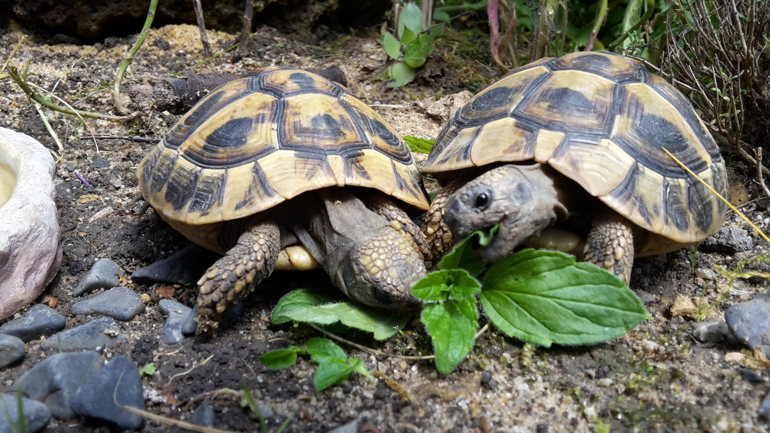 Krümel und Brösel beim Entdecken von Oregano :) THB, 4 Jahre