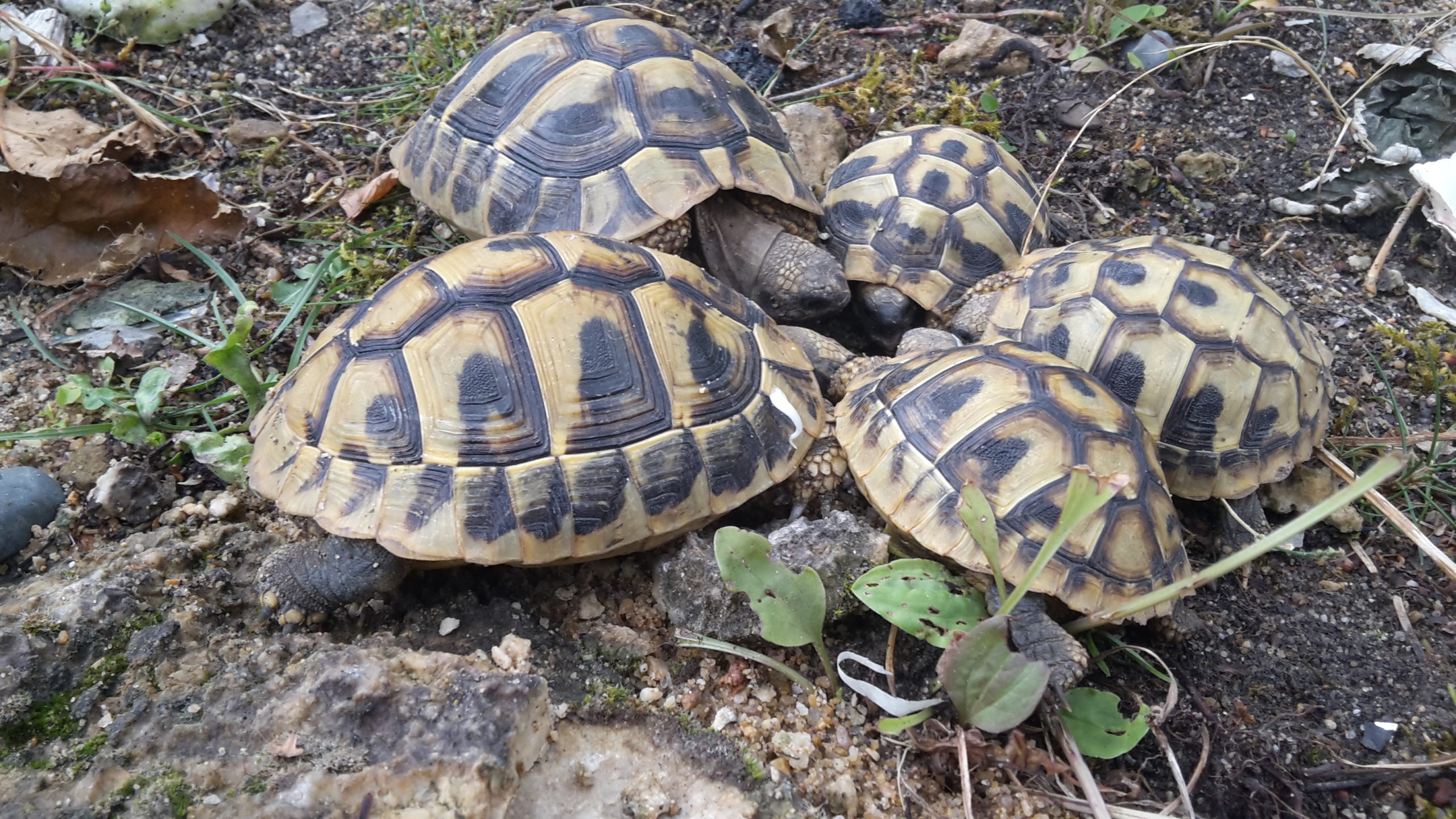 Geheime Mission unter 5 Freunden THB, 4 und 2 Jahre