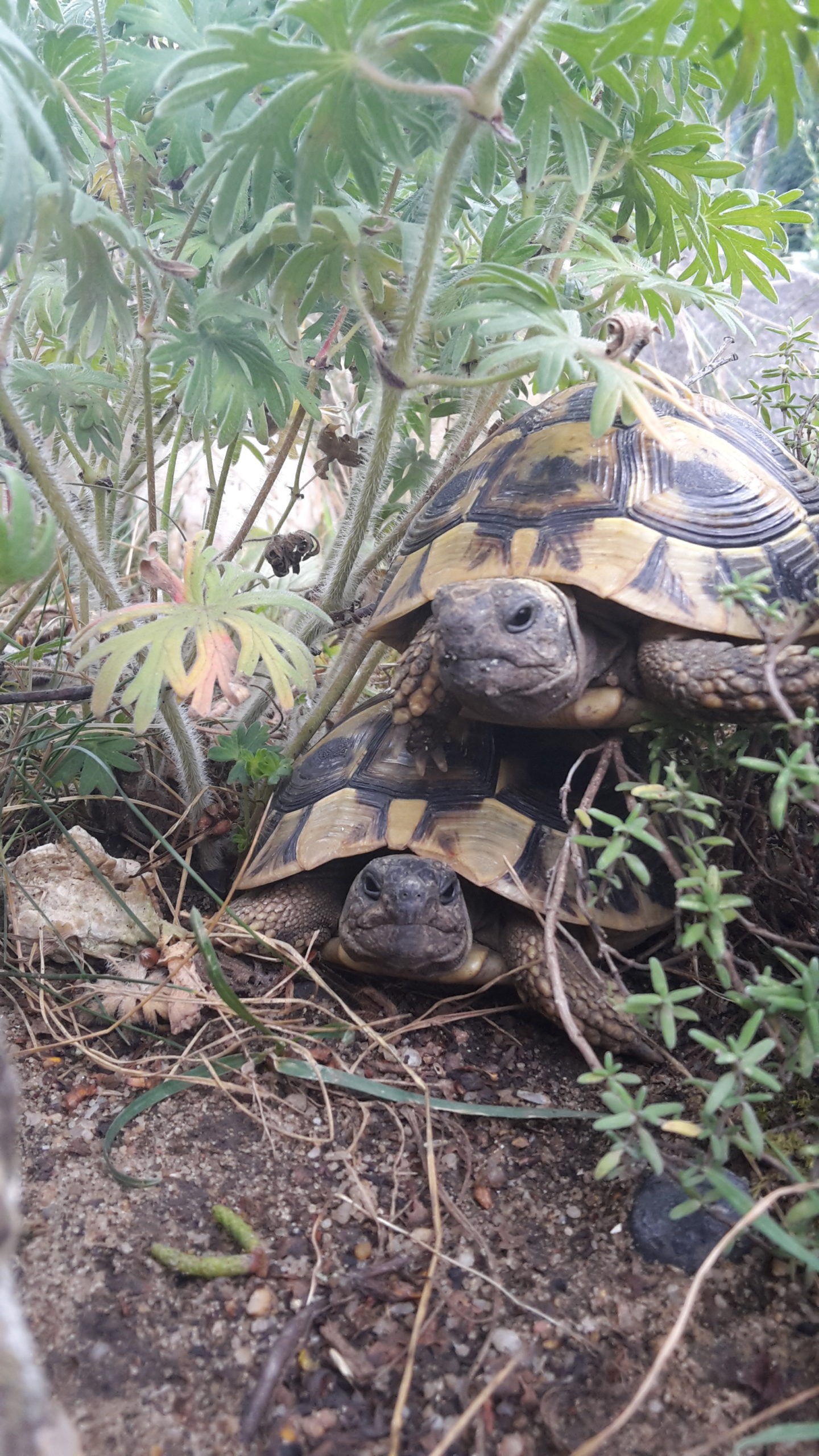 Krümel und Brösel, 4 Jahre THB Schildkrötenkommunikation