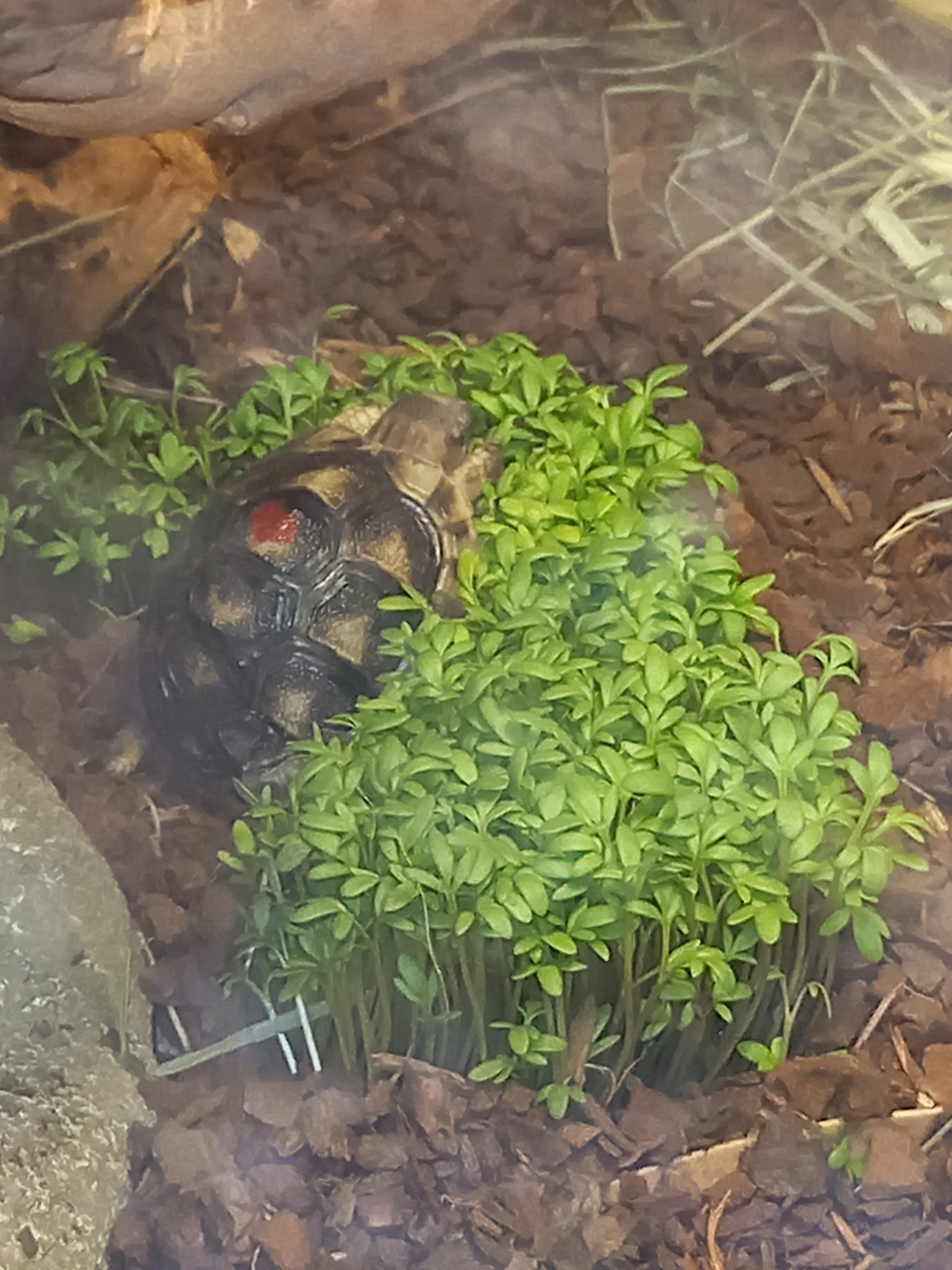 Hallo ich bin Schildi eine Breitrandschildkröte