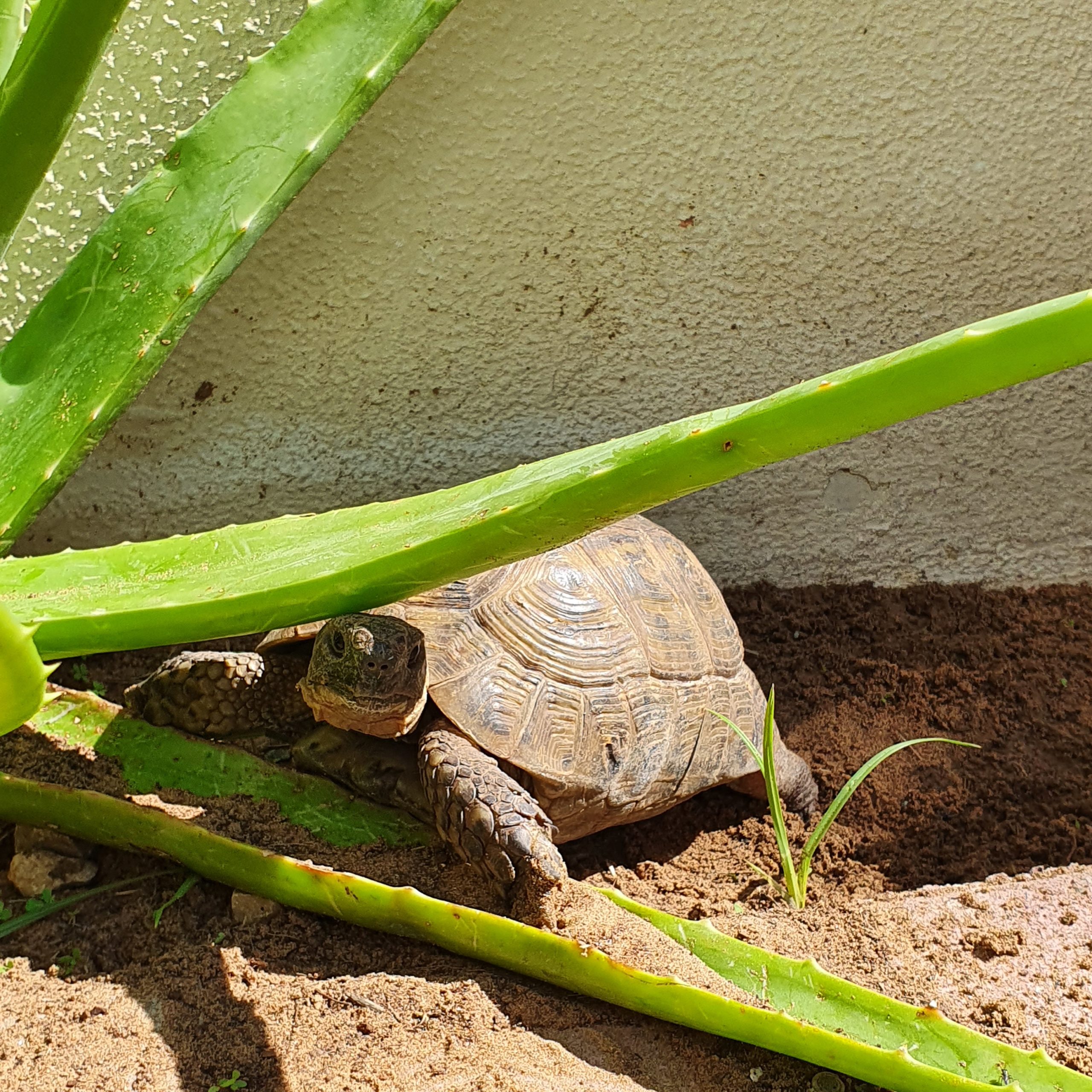 Griechische Landschildkröte "Arnie" genießt die Sonne