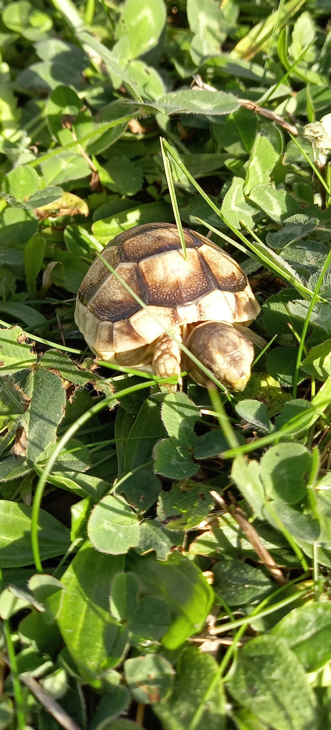 Ich bin eine Breitrandschildkröte und heiße Frau Panzer