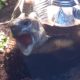 Griechische Landschildkröte sweety