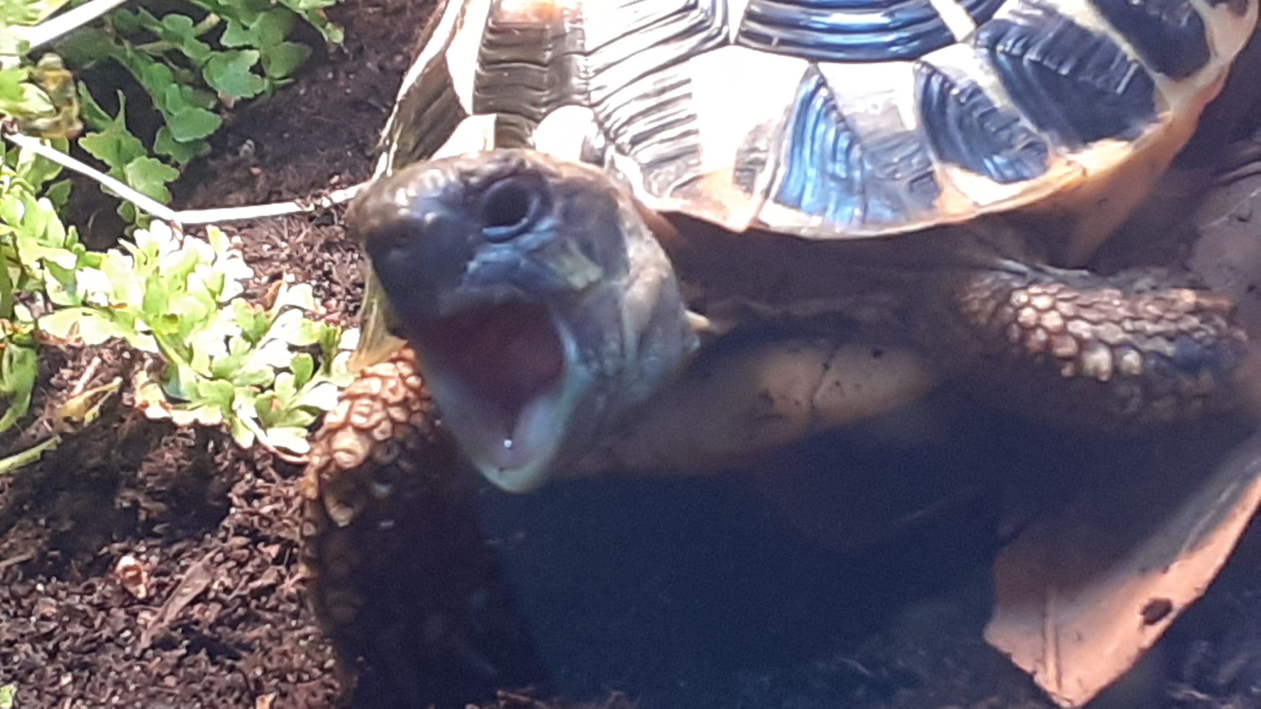 Griechische Landschildkröte sweety