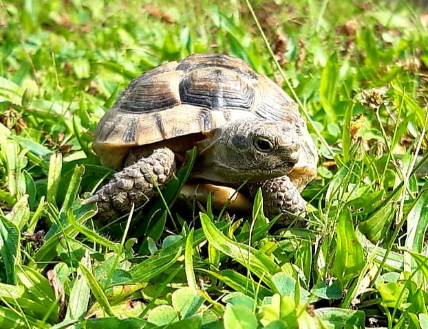 Ich bin Little Tim eine Maurische Landschildkröte