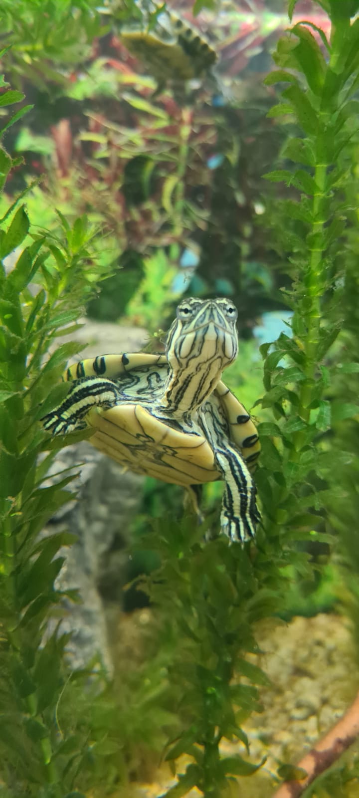 Mittelamerikanische Schmuckschildkröte im Aquarium