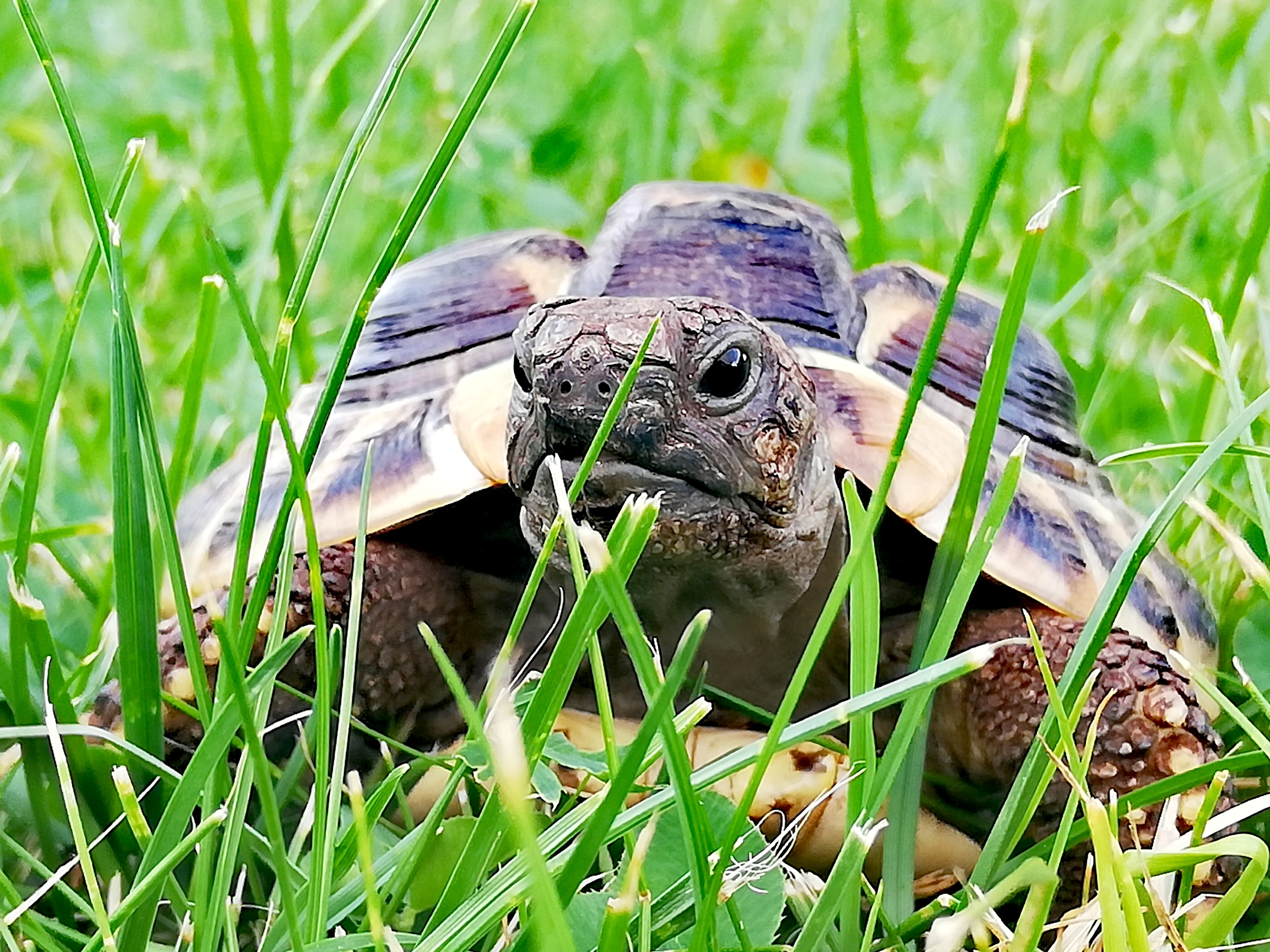 Griechische Landschildkröte "Schnitzel" beim "Chillen" im Garten