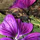 So schmeckt der Sommer, flüsterte die kleine griechische Landschildkröte!