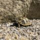 Testudo hermanni boettgeri