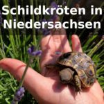 Schildkröten Niedersachsen