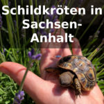 Schildkröten Sachsen-Anhalt